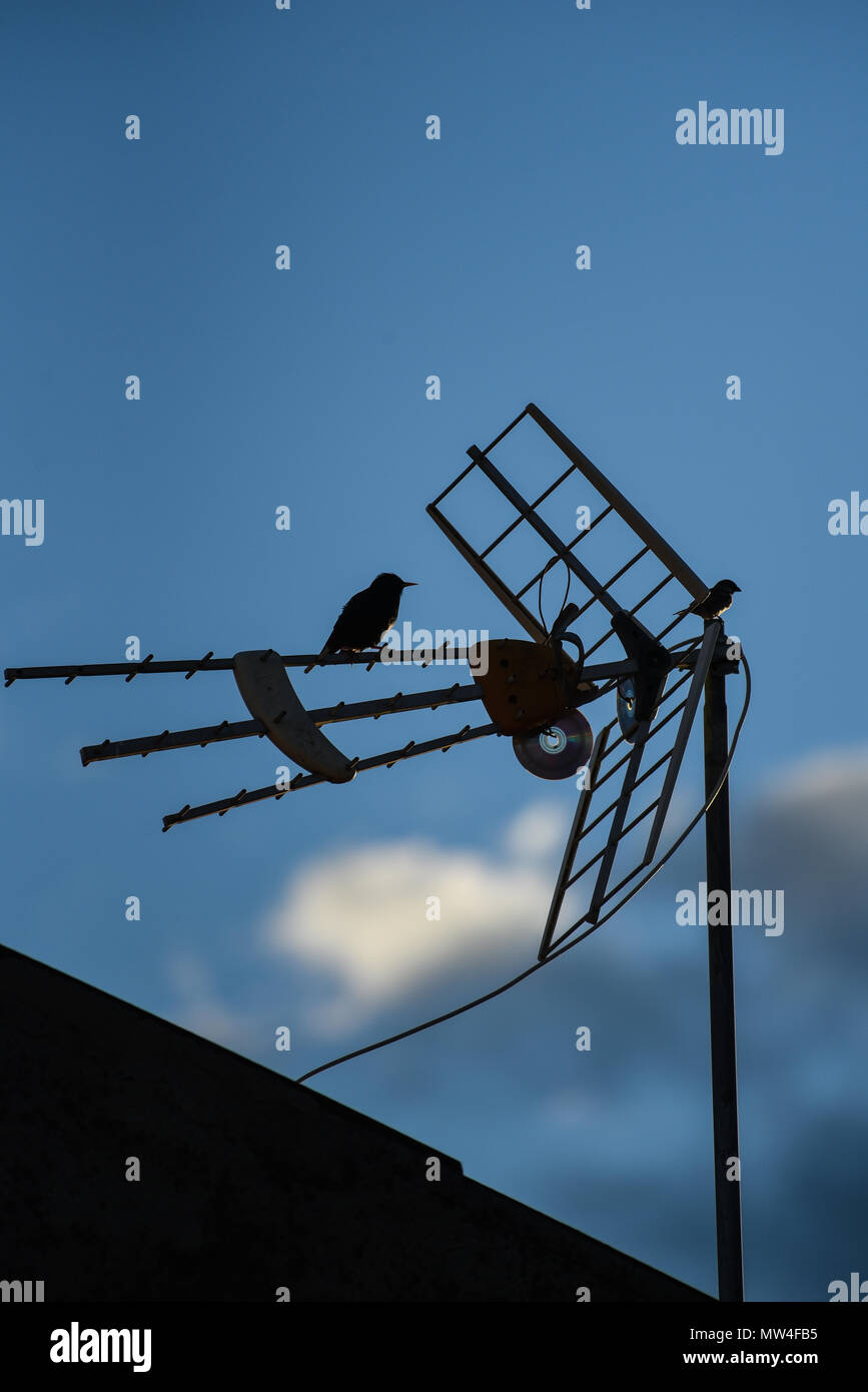 small birds perch on the television antennas in the cities Stock Photo