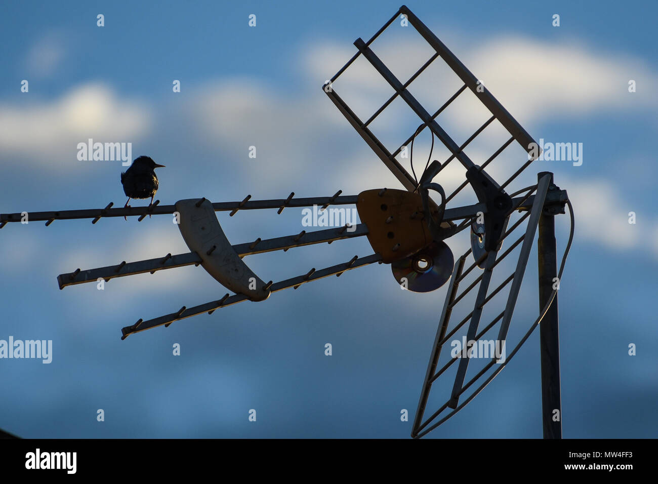 small birds perch on the television antennas in the cities Stock Photo