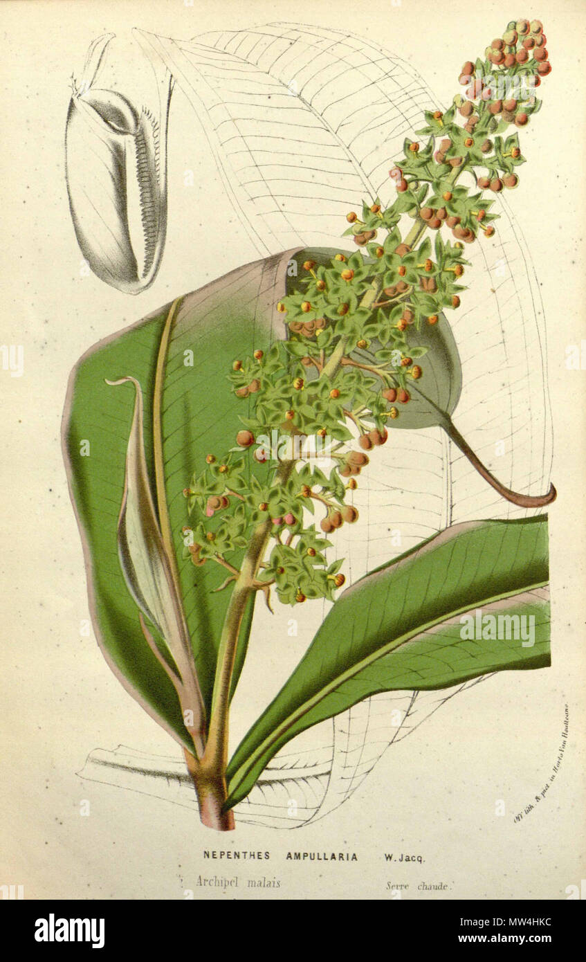 440 Nepenthes Ampullaria Flore Des Serres Et Des Jardin De L Europe 1845 Stock Photo Alamy