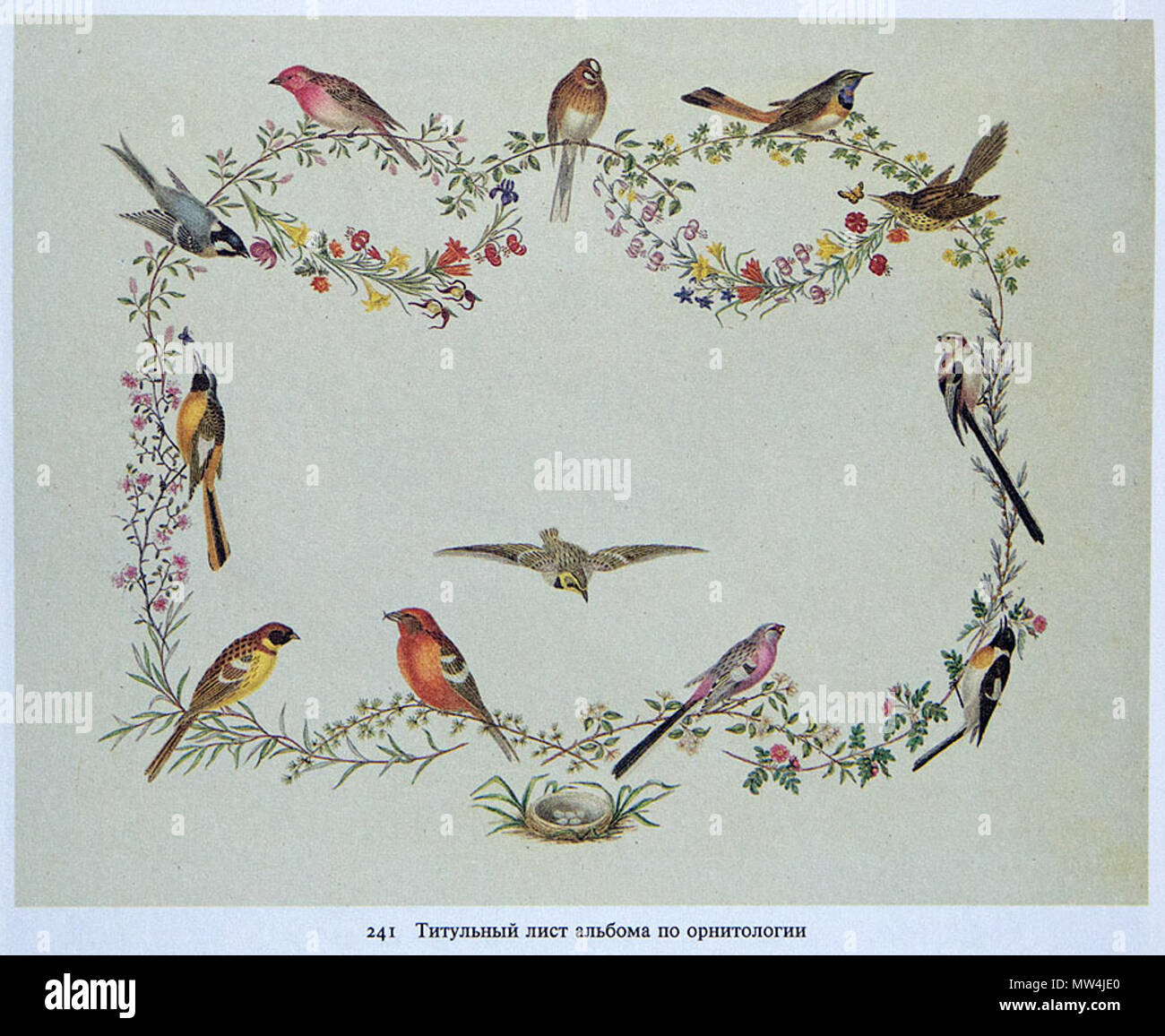 683 Пётр Борисов. Титульный лист альбома по орнитологии Stock Photo - Alamy