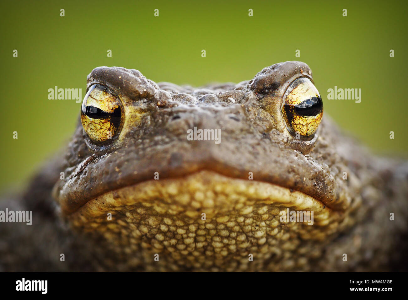 macro portrait of cute brown common toad ( Bufo bufo ) Stock Photo