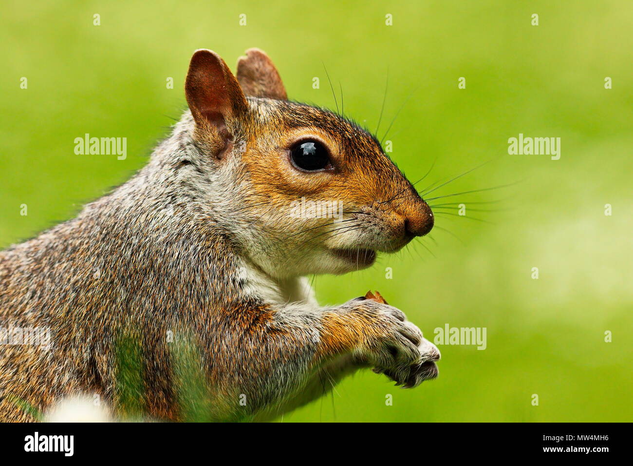 portrait of grey squirrel on green out of focus background ( Sciurus carolinensis ) Stock Photo