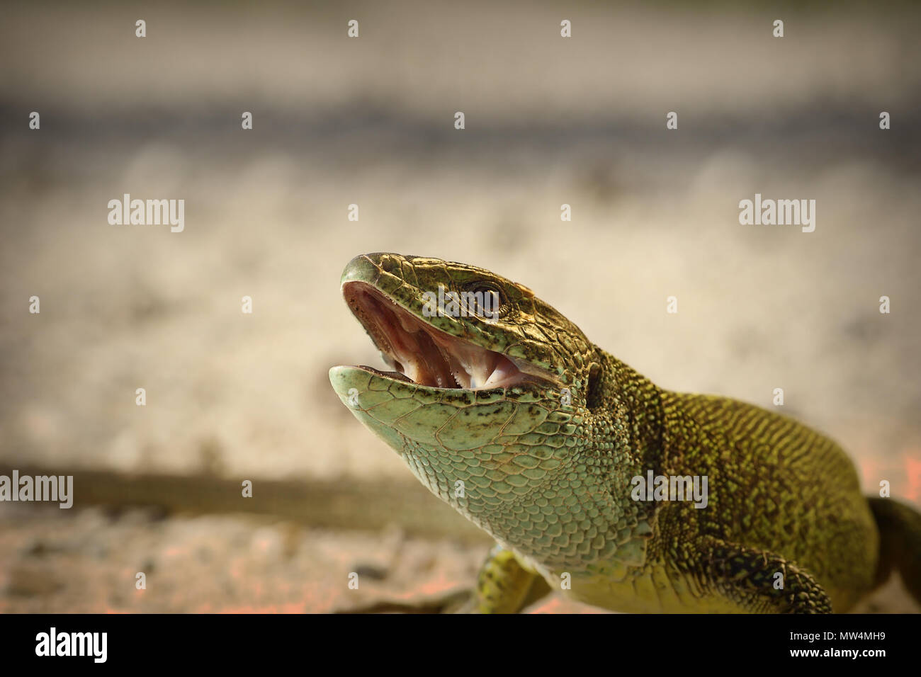 portrait of angry green lizard ( Lacerta viridis ) Stock Photo