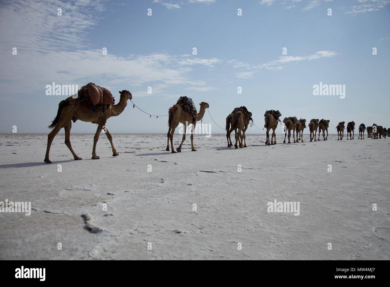 A camel train treks across the salt flats of the Danikil Depression in Afar, Ethiopia, in searing temperatures of up to 50 degrees C Stock Photo