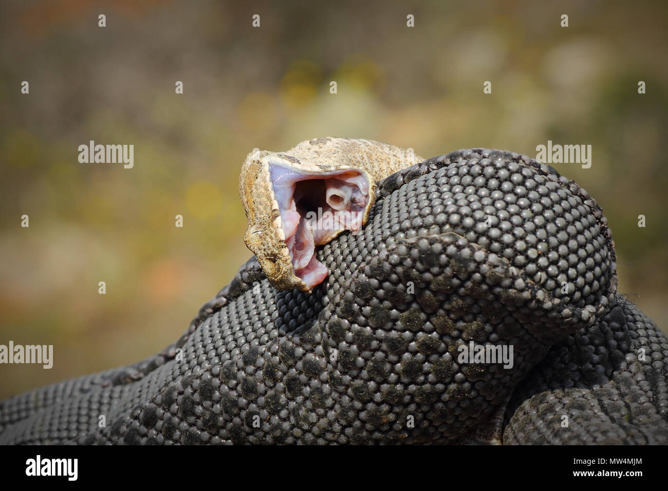 Vipera lebetina scweizeri biting protective glove ( rarest european snake, the dangerous Milos viper  ) Stock Photo