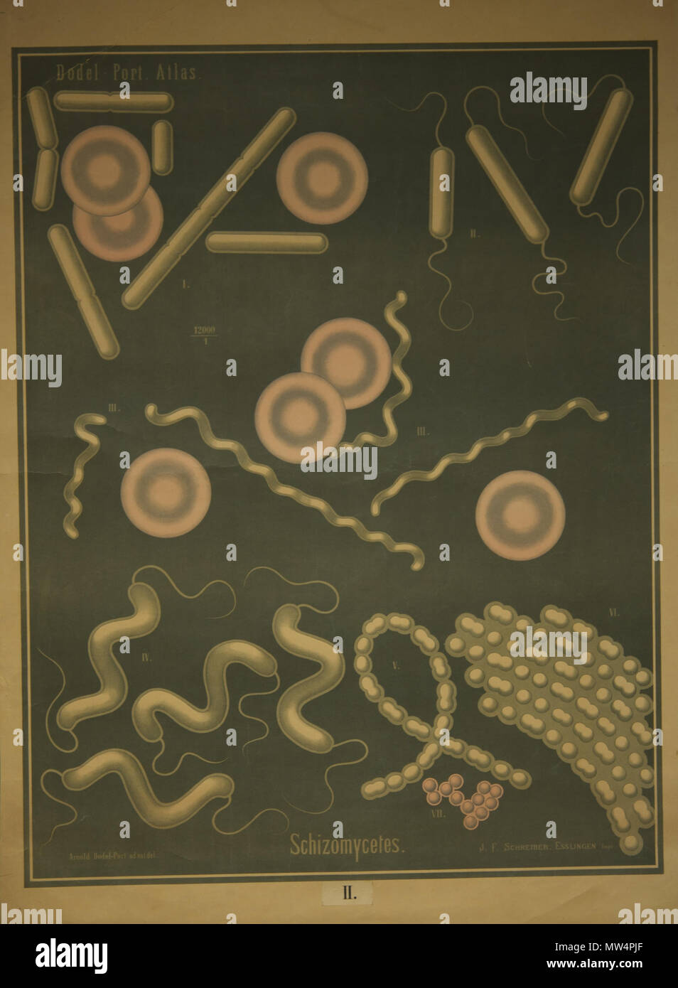 165 Dodel-Port Atlas Schizomycètes II Stock Photo