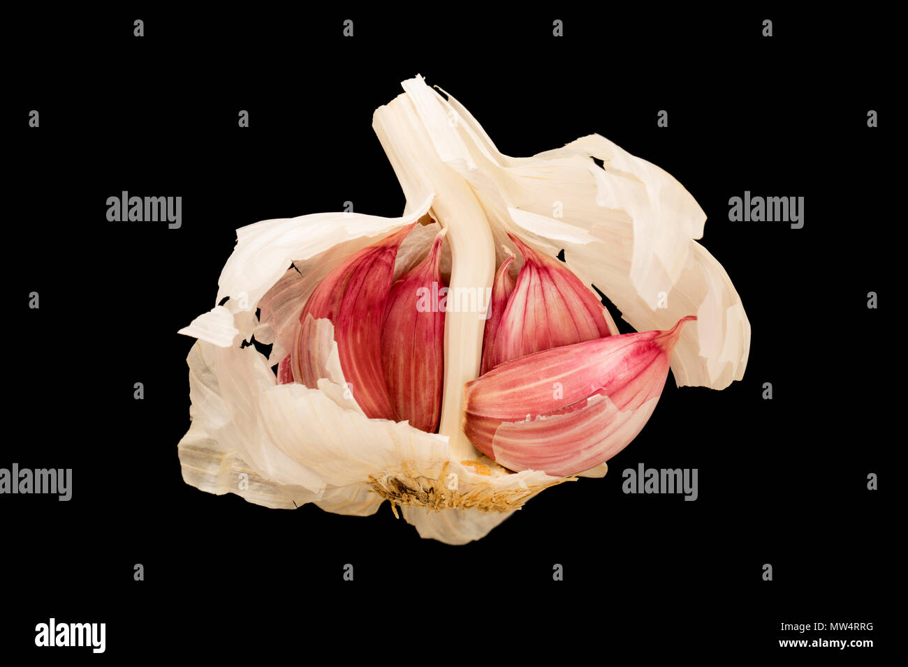 Garlic bulb and cloves bought from a supermarket in England UK GB on a black background Stock Photo