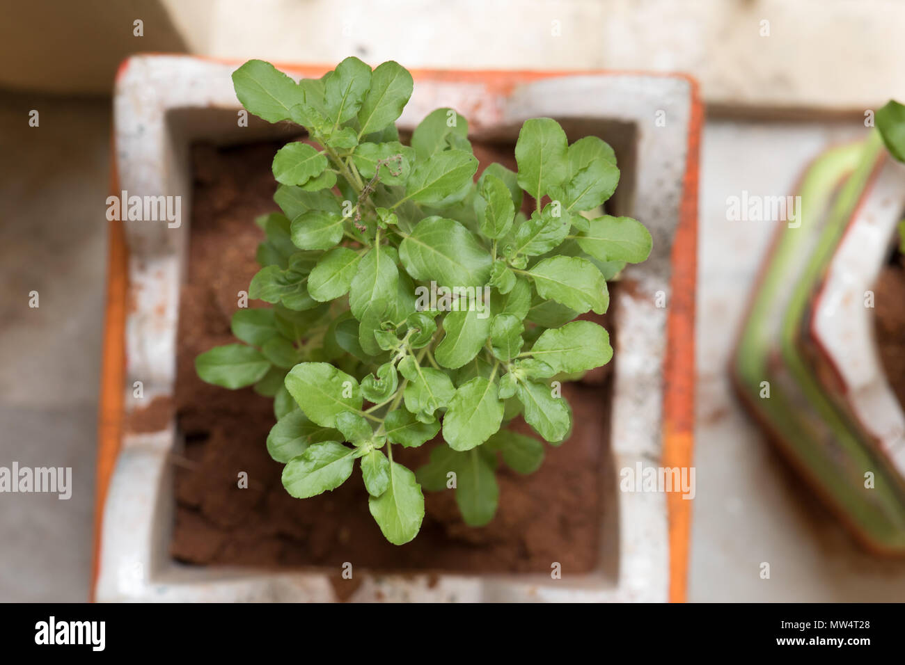 Ocimum tenuiflorum, commonly known as holy basil, tulasi or tulsi, is