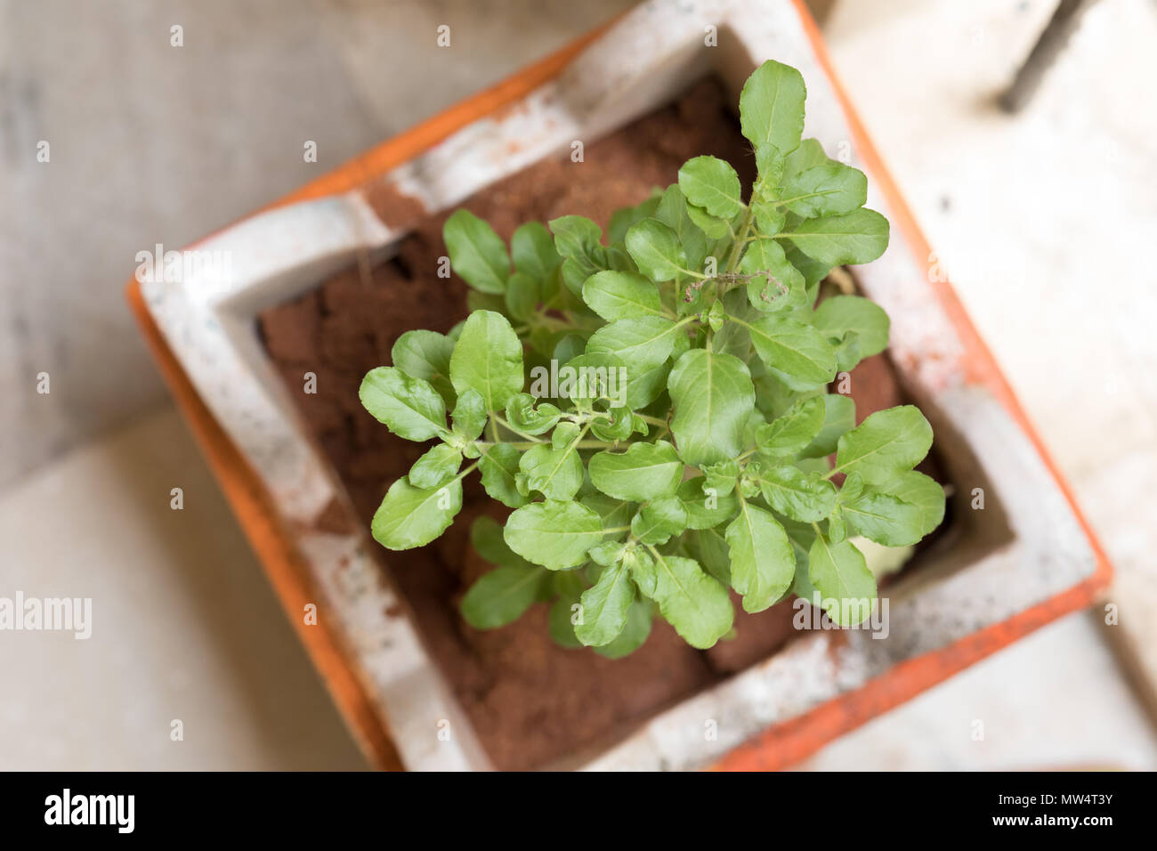 Ocimum tenuiflorum, commonly known as holy basil, tulasi or tulsi, is