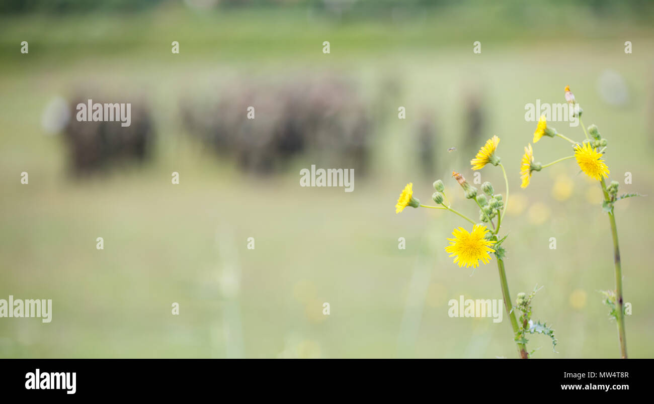 Tiny yellow flowers in meadow with blurred nature and soldiers background. Space for text, close up view of the wild plant. Stock Photo