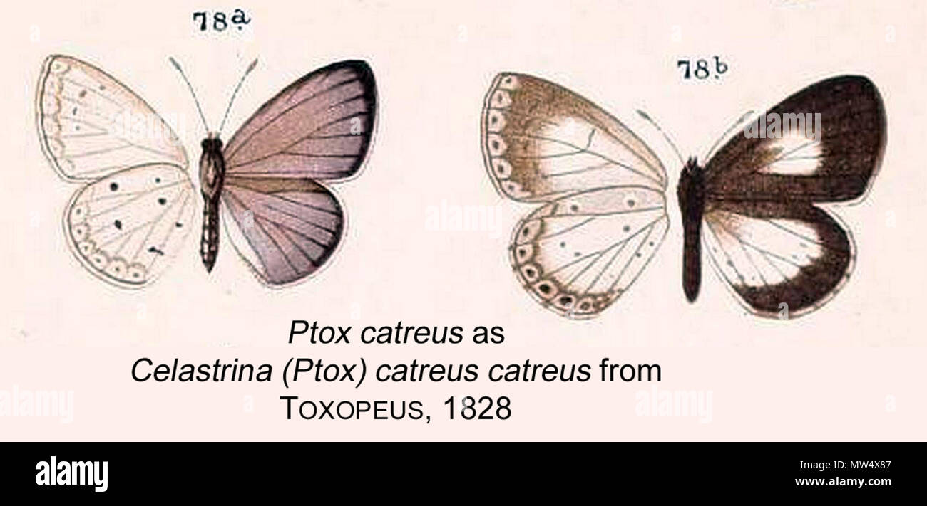 . English: Ptox catreus from Toxopeus 1928. 15 October 2015, 13:32:26. Toxopeus 505 PtoxCatreusMFToxRhopJava Stock Photo