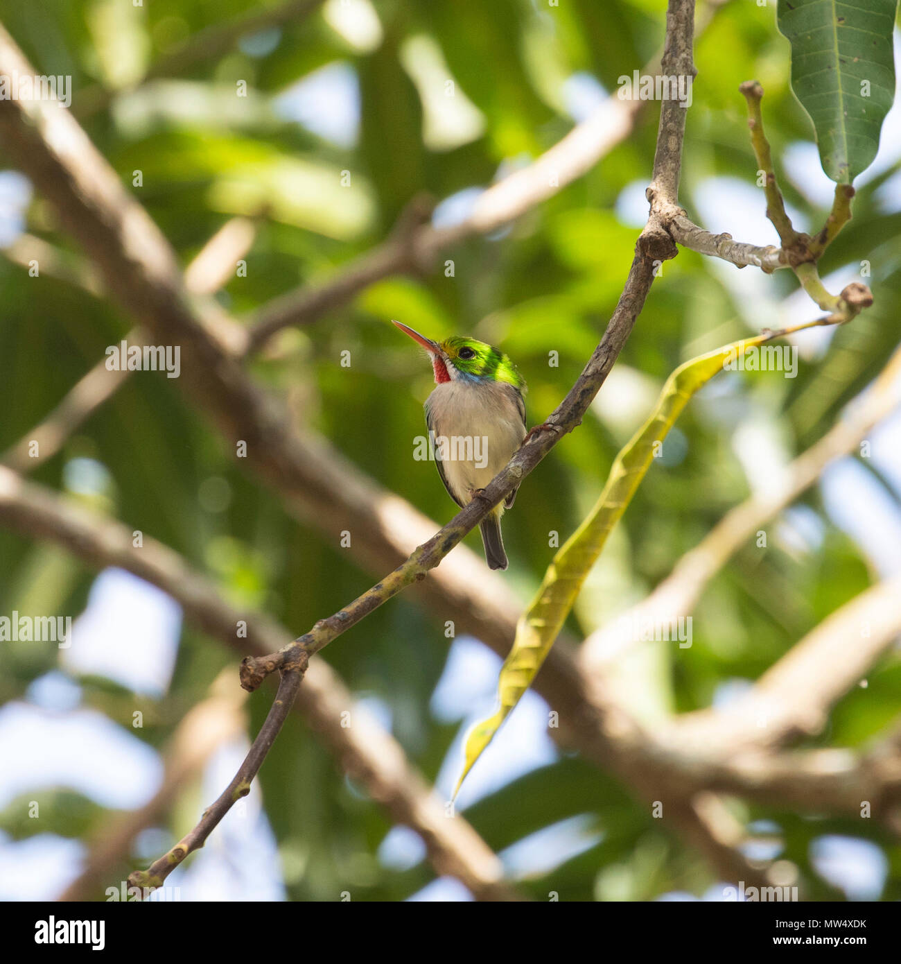 Cuban Tody, a tiny bird, perched on a branch Stock Photo