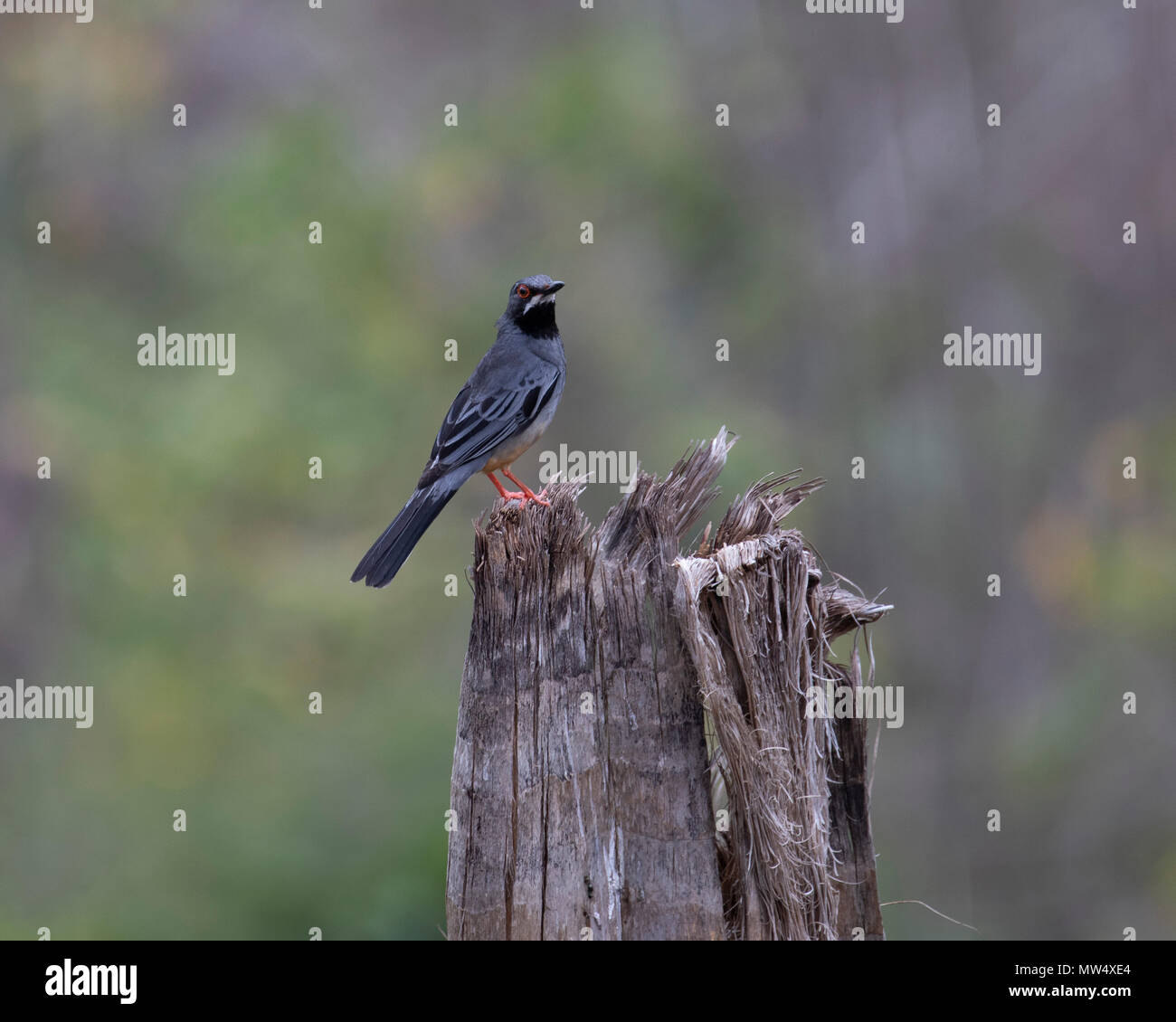 Red-legged thrush  perched in Cuba Stock Photo