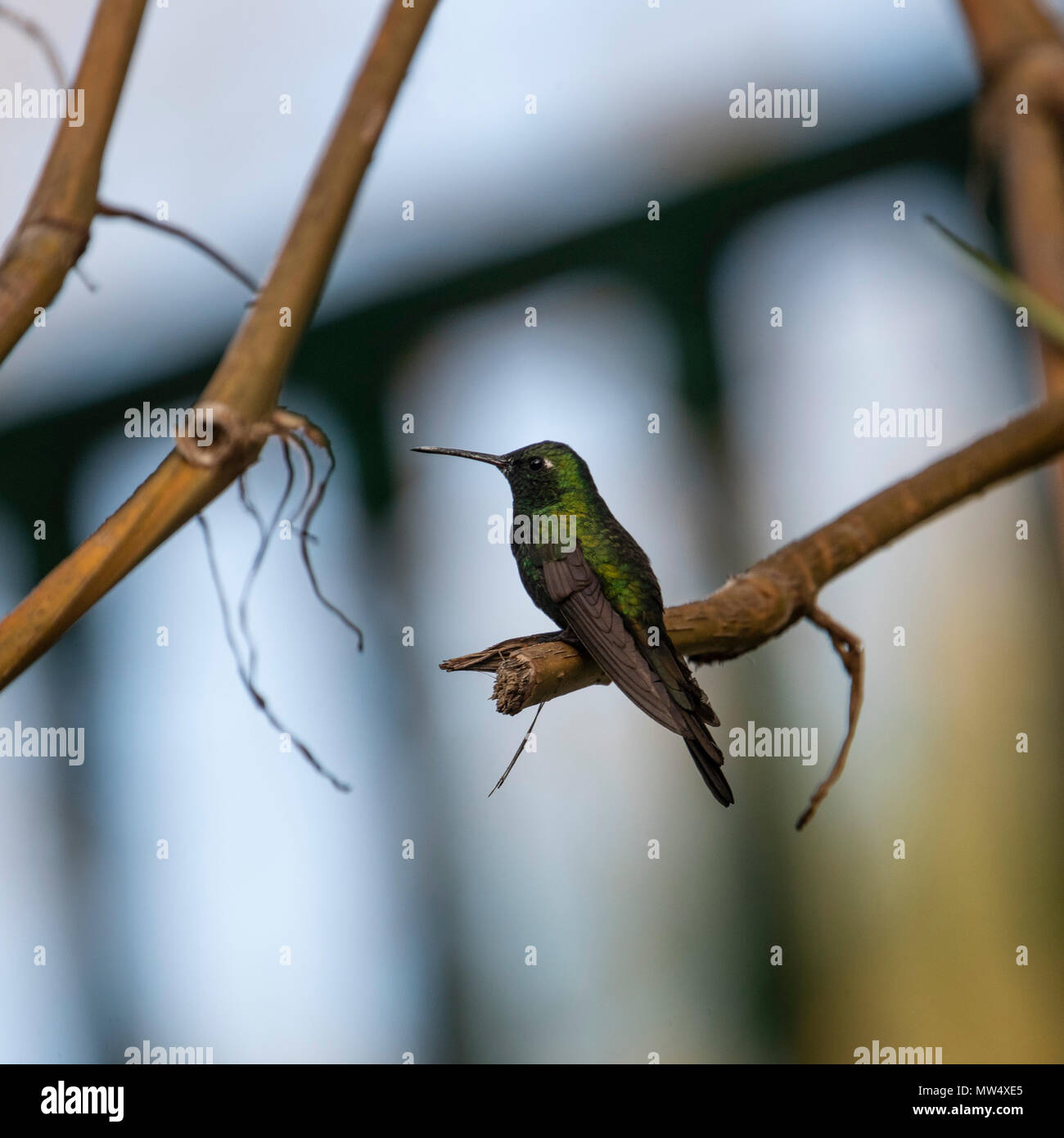 Male Cuban Emerald Hummingbird perching Stock Photo