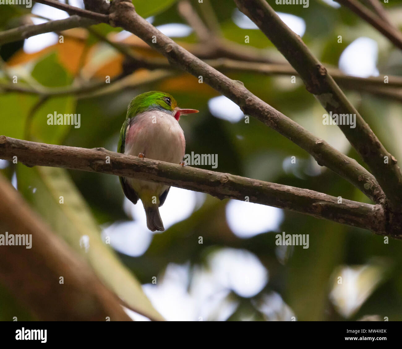 Cuban Tody, a tiny bird, perched on a branch Stock Photo