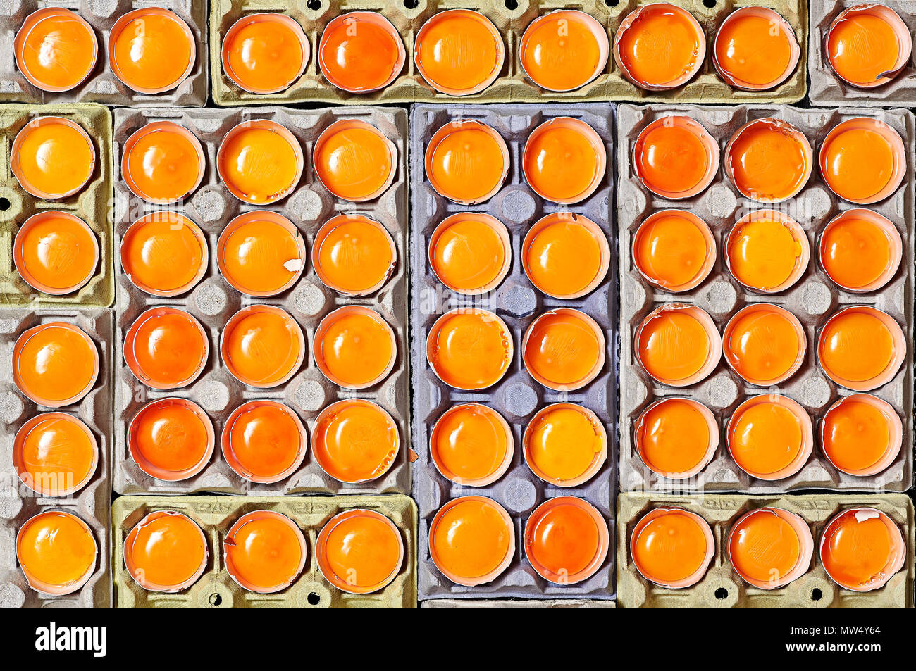 A lot of cracked eggs with a different colors of egg yolk over a egg cartons. Stock Photo