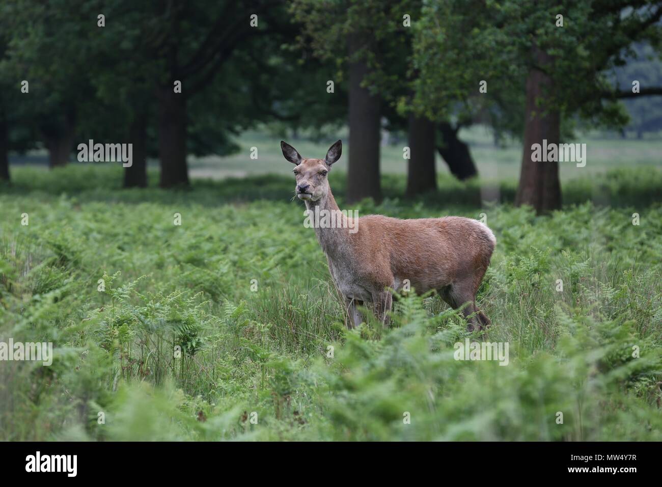 Wild Deer in Richmond Park Stock Photo