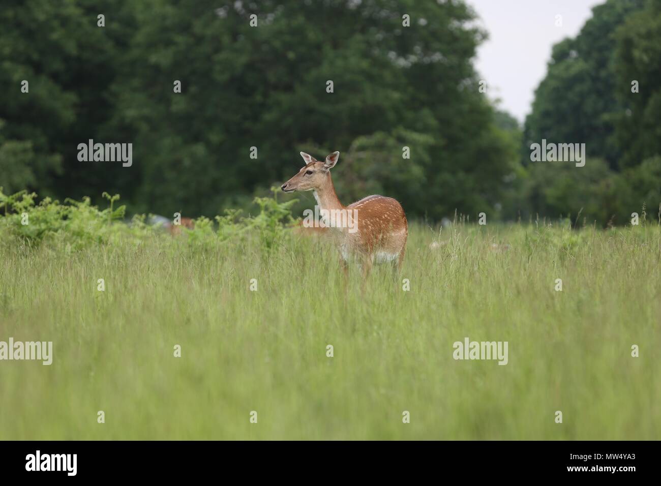 Wild Deer in Richmond Park Stock Photo