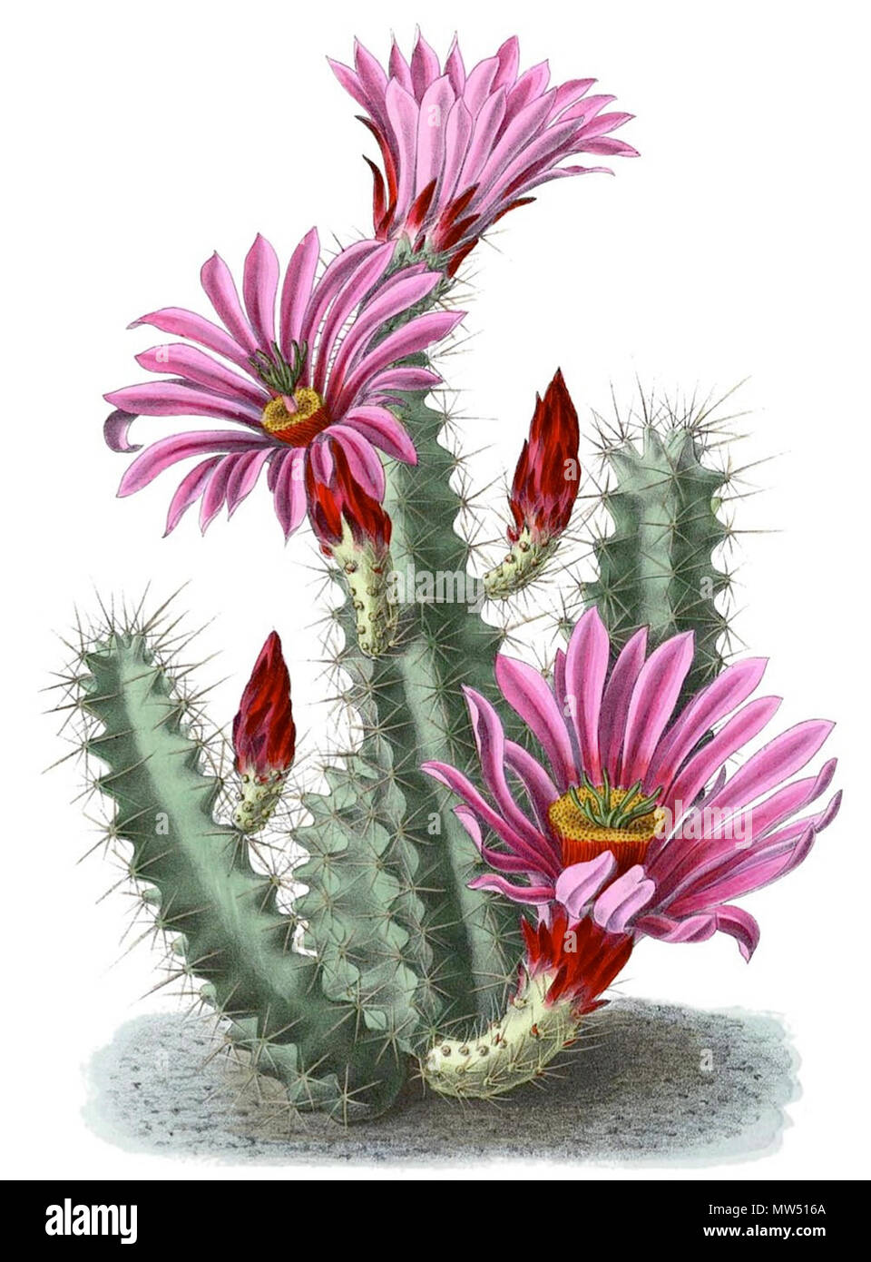 . English: Echinocereus enneacanthus ssp. brevispinus . 1904. Schumann, Gürke & Vaupel Peter A. Mansfeld for the filtred image. 176 Echinocereus enneacanthus ssp brevispinus BlKakteenT70 Stock Photo