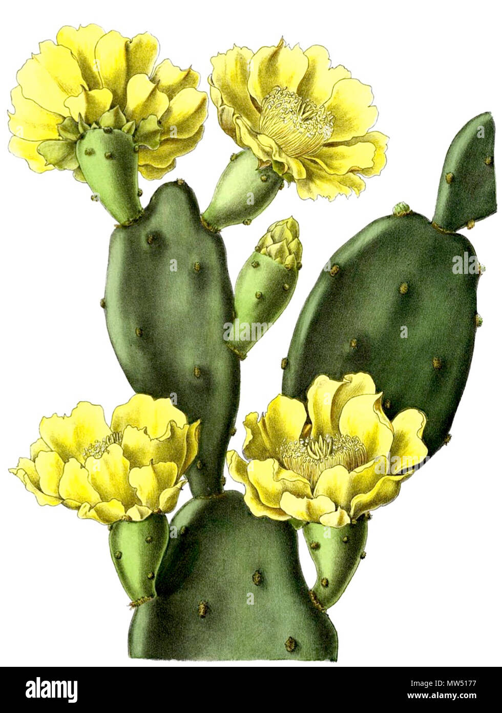 . English: Opuntia inermis . 1904. Schumann, Gürke & Vaupel Peter A. Mansfeld for the filtred image. 457 Opuntia inermis BlKakteen108 Stock Photo