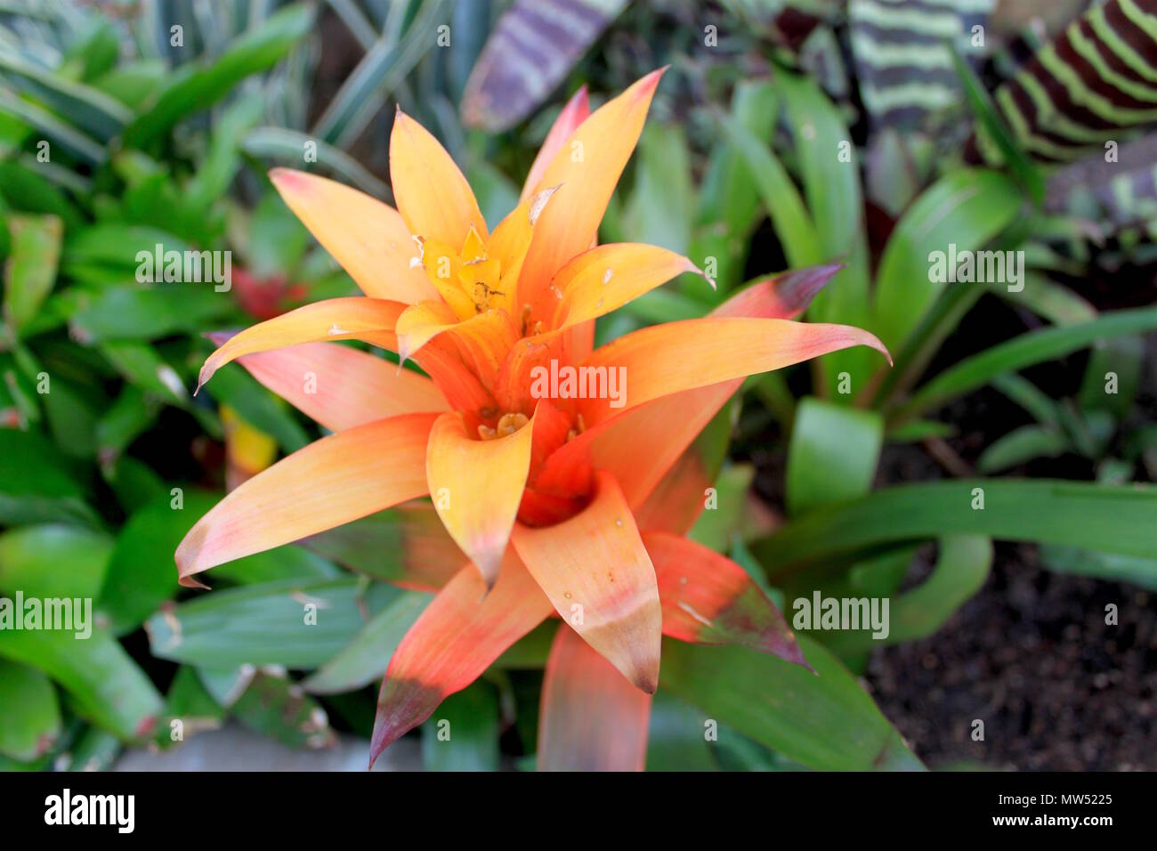 Guzmania lingulata, also called Droophead Tufted Airplant or Bromeliad Scarlet Star Plant Stock Photo