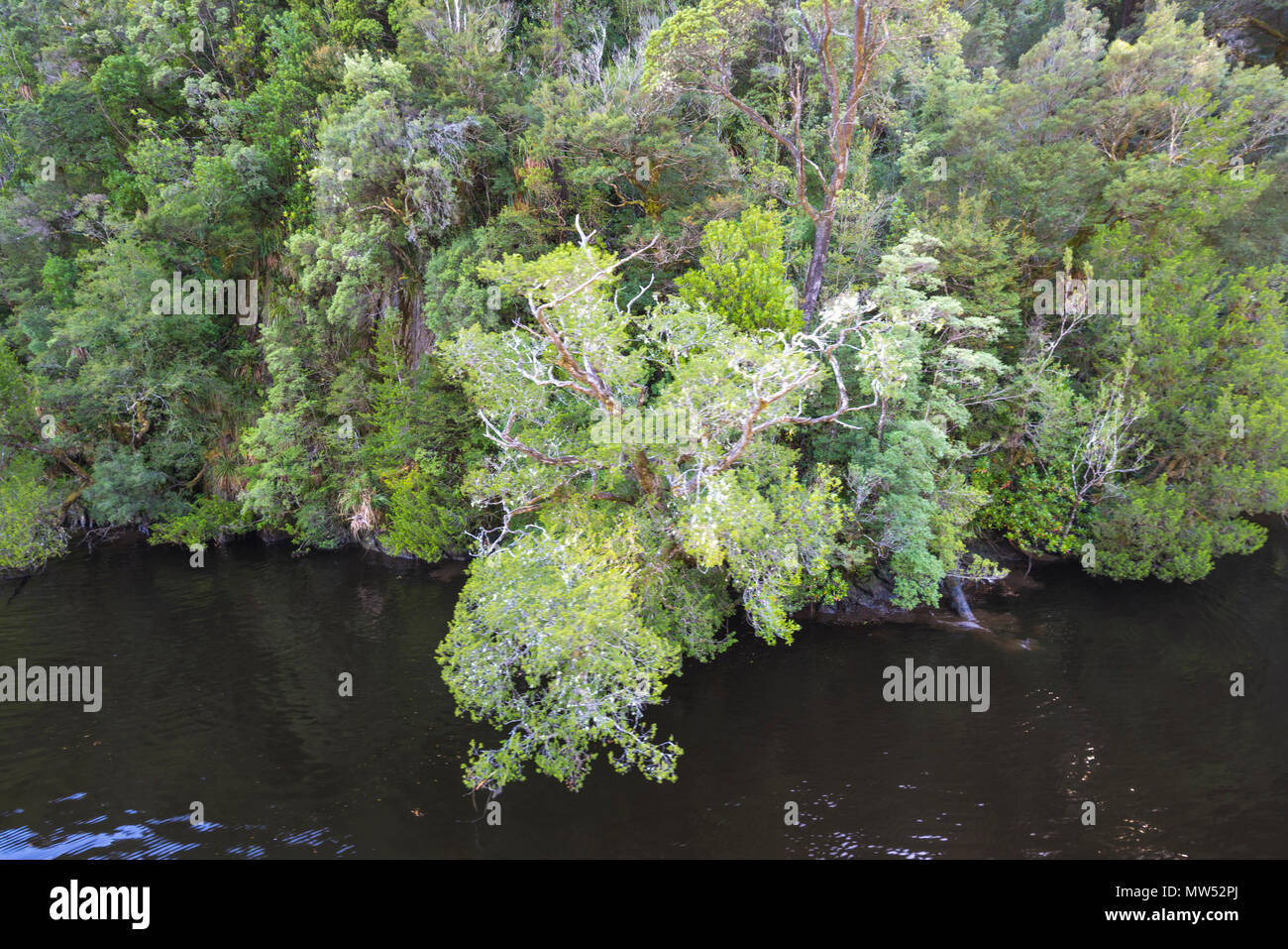 Huon pine hires stock photography and images Alamy