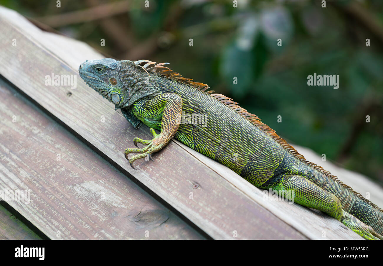 Green american iguana with blue head on a roof Stock Photo