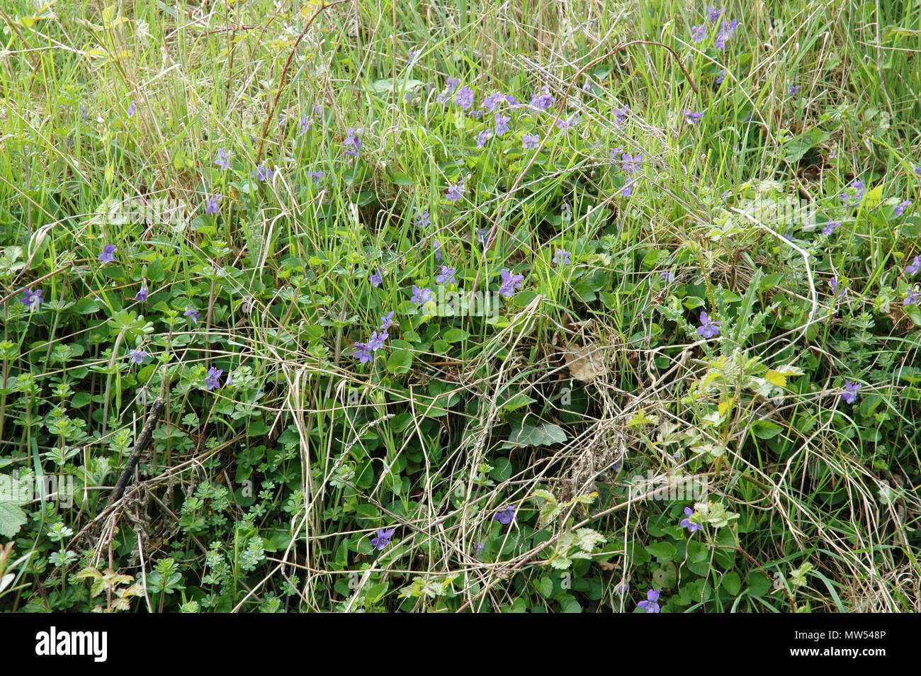 Field margin uk hi res stock photography and images Alamy