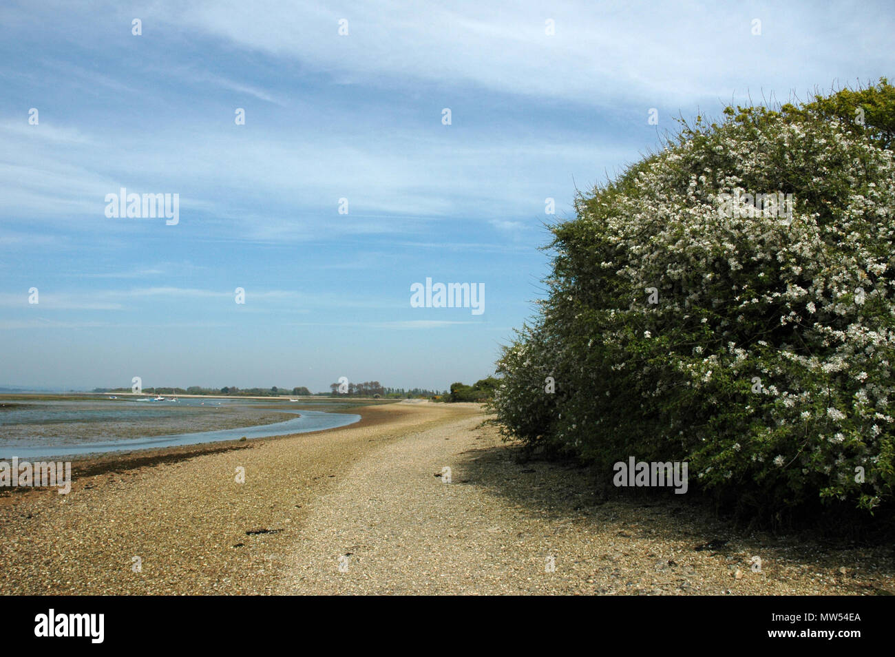 Hawthorn, in bloom on the shoreline at East Head, West Wittering. West Sussex. April Stock Photo
