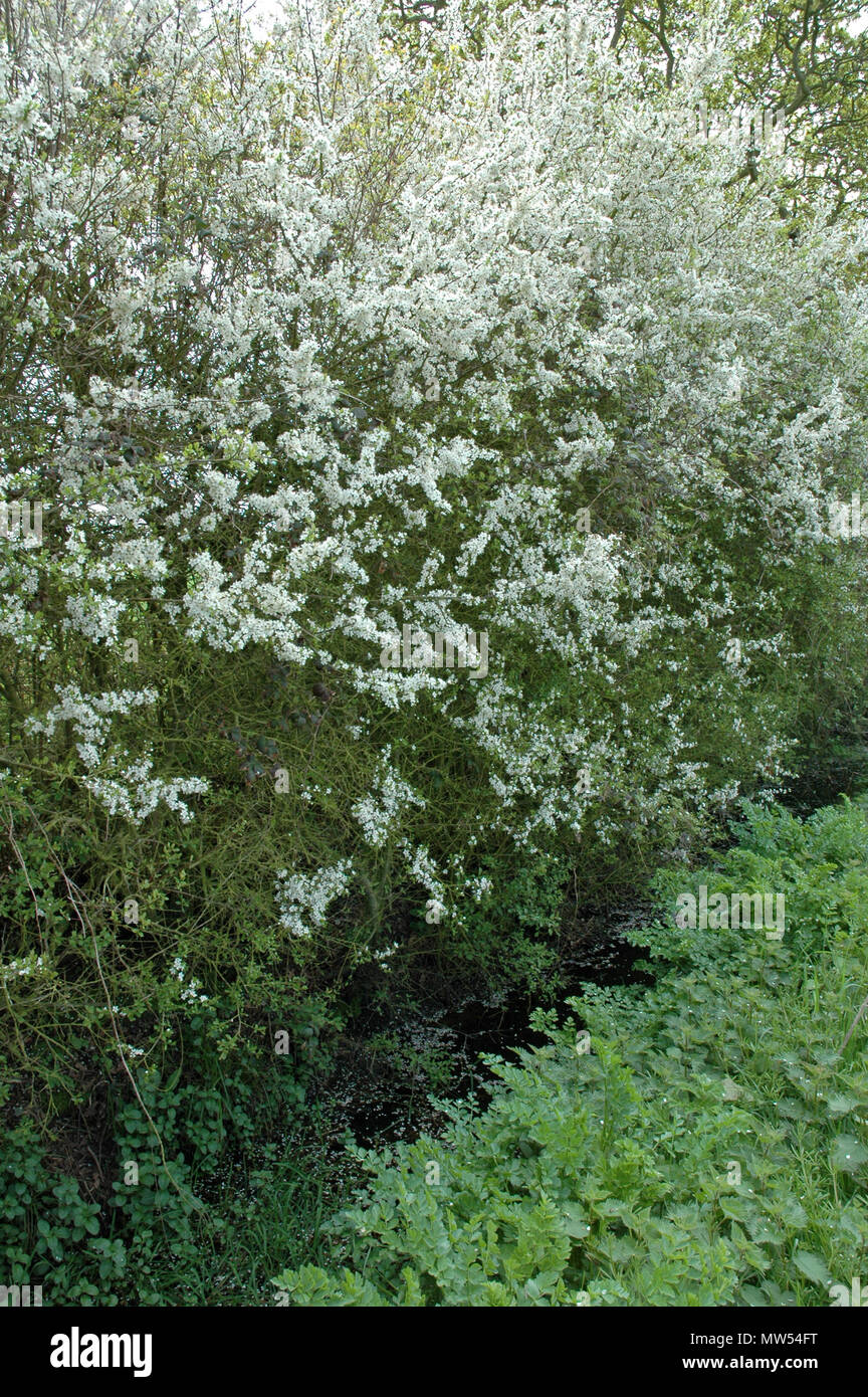 Blackthorn, Prunus spinosa, blooming above a drainage ditch in an English hedgerow.  Wild celery, Apium graveolens, growing beneath. Stock Photo