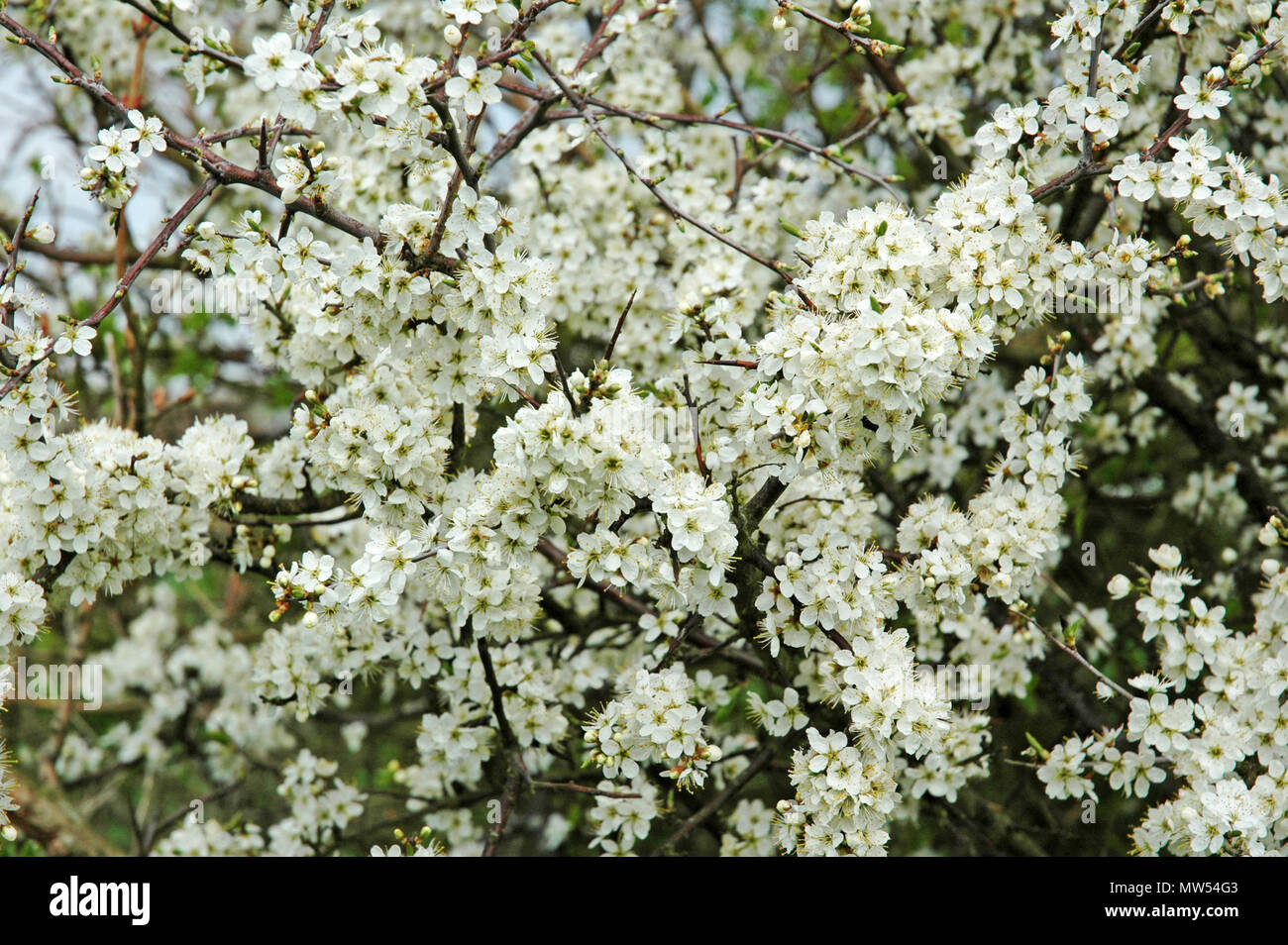 Blackthorn Blossom.  Prunus spinosa. Stock Photo