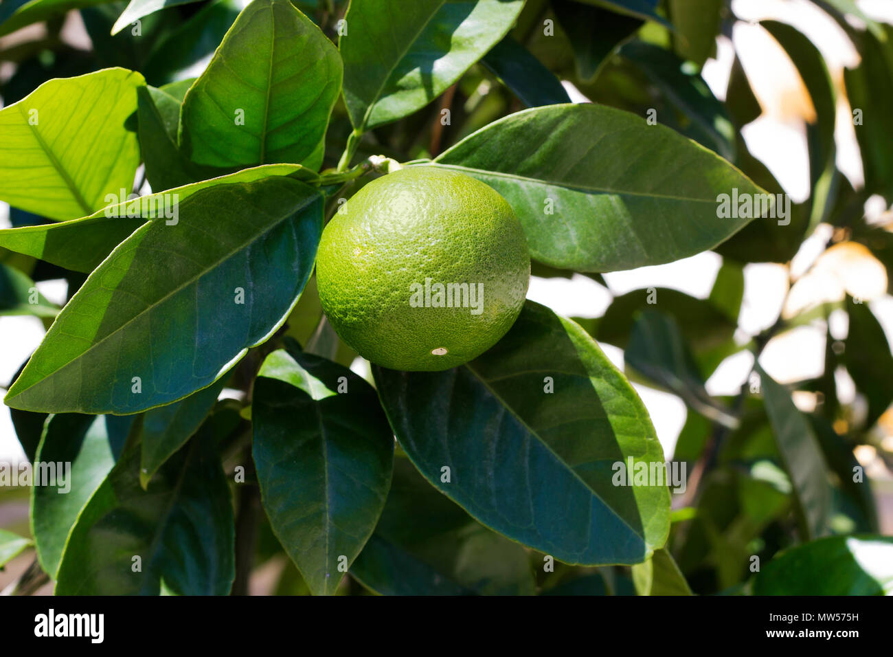 Lime fruit grows on tree on summer day Stock Photo