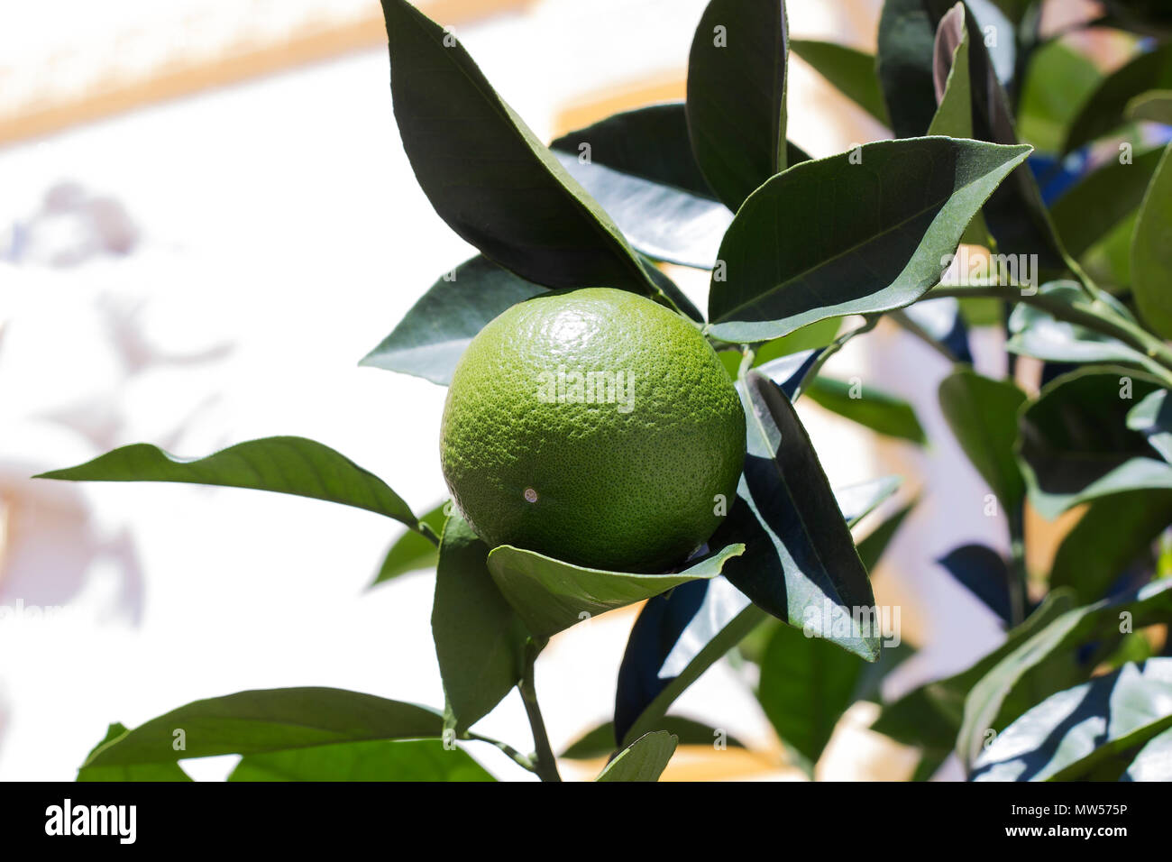 Lime fruit grows on tree on summer sunny day Stock Photo