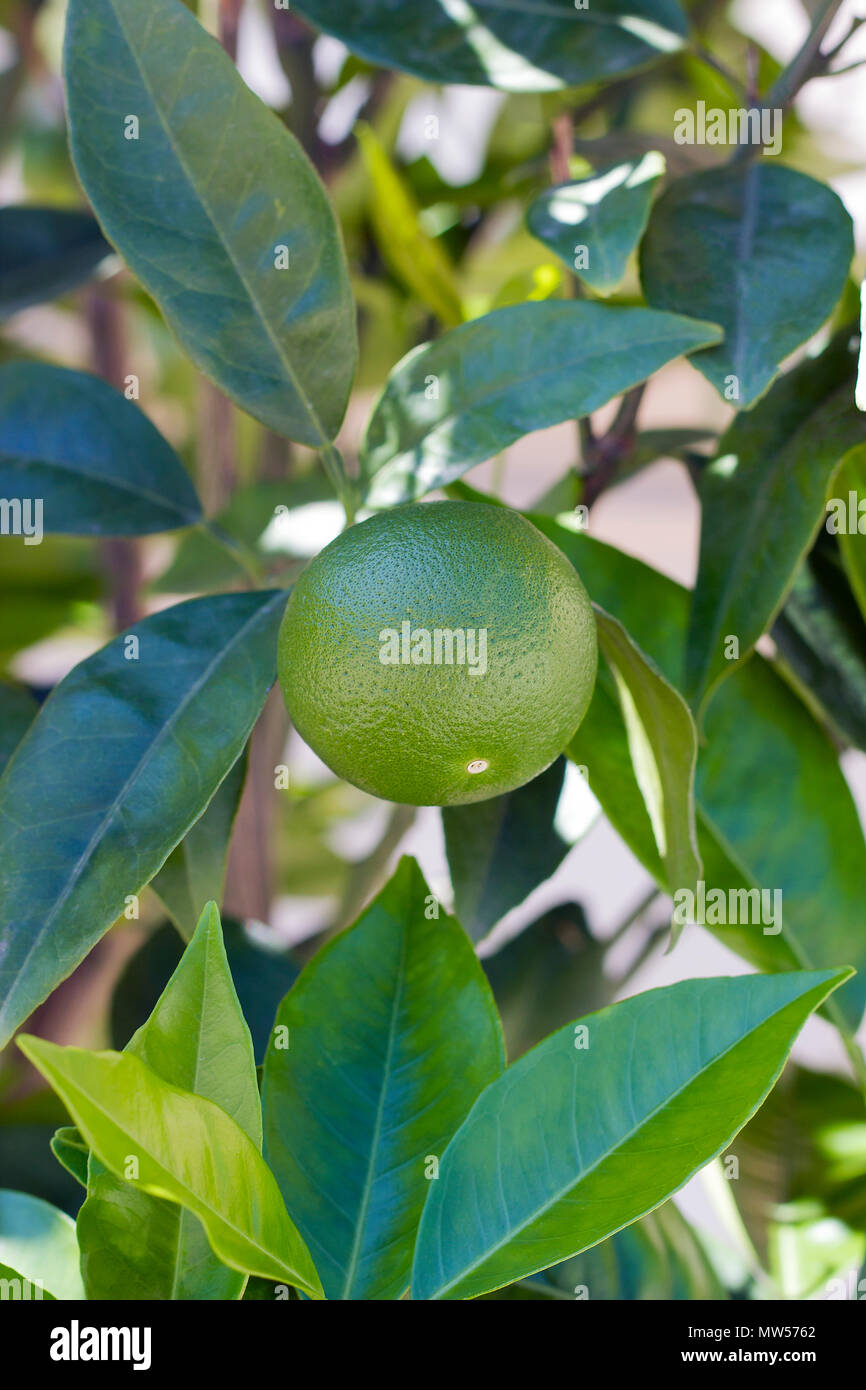 Lime fruit grows on tree on summer day Stock Photo