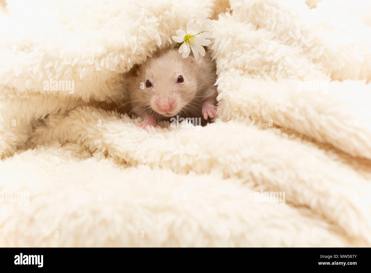 Hamster wrapped in a white blanket Stock Photo Alamy