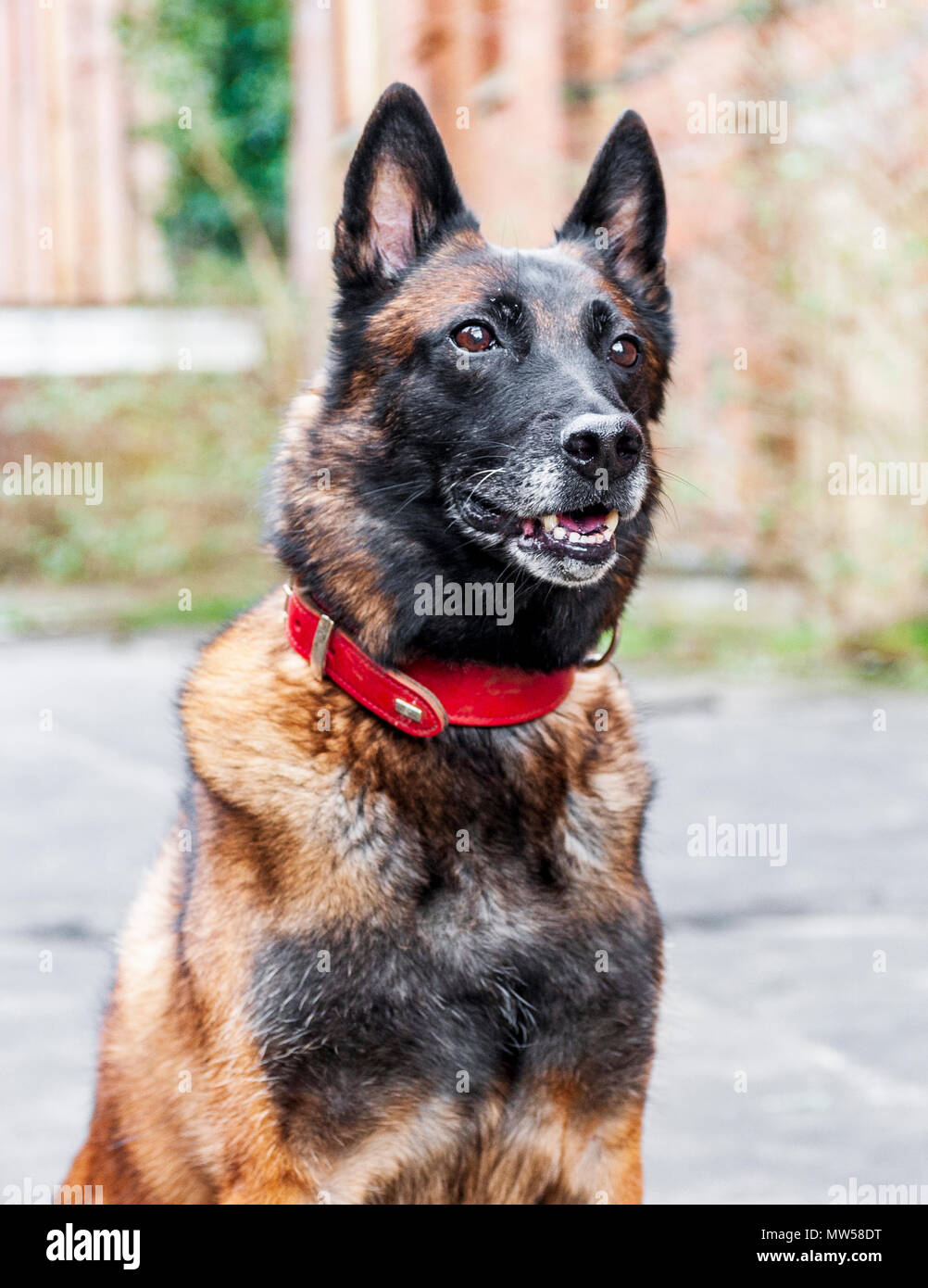 The Malinois, or Belgian Malinois, is a larger breed of dog, though of as a variety of the Belgian Shepherd dog rather than as a separate breed. Stock Photo