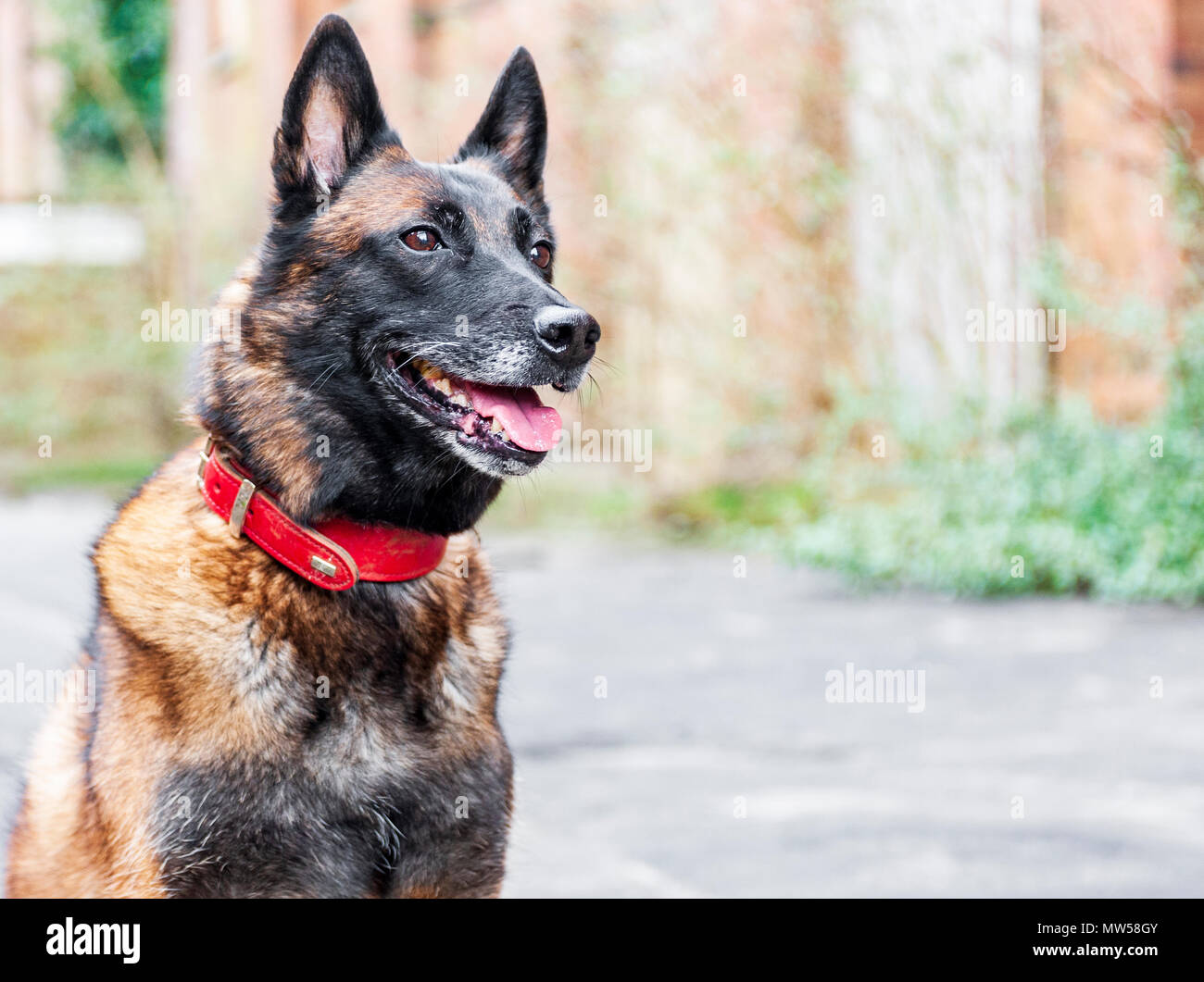 The Malinois, or Belgian Malinois, is a larger breed of dog, though of as a variety of the Belgian Shepherd dog rather than as a separate breed. Stock Photo