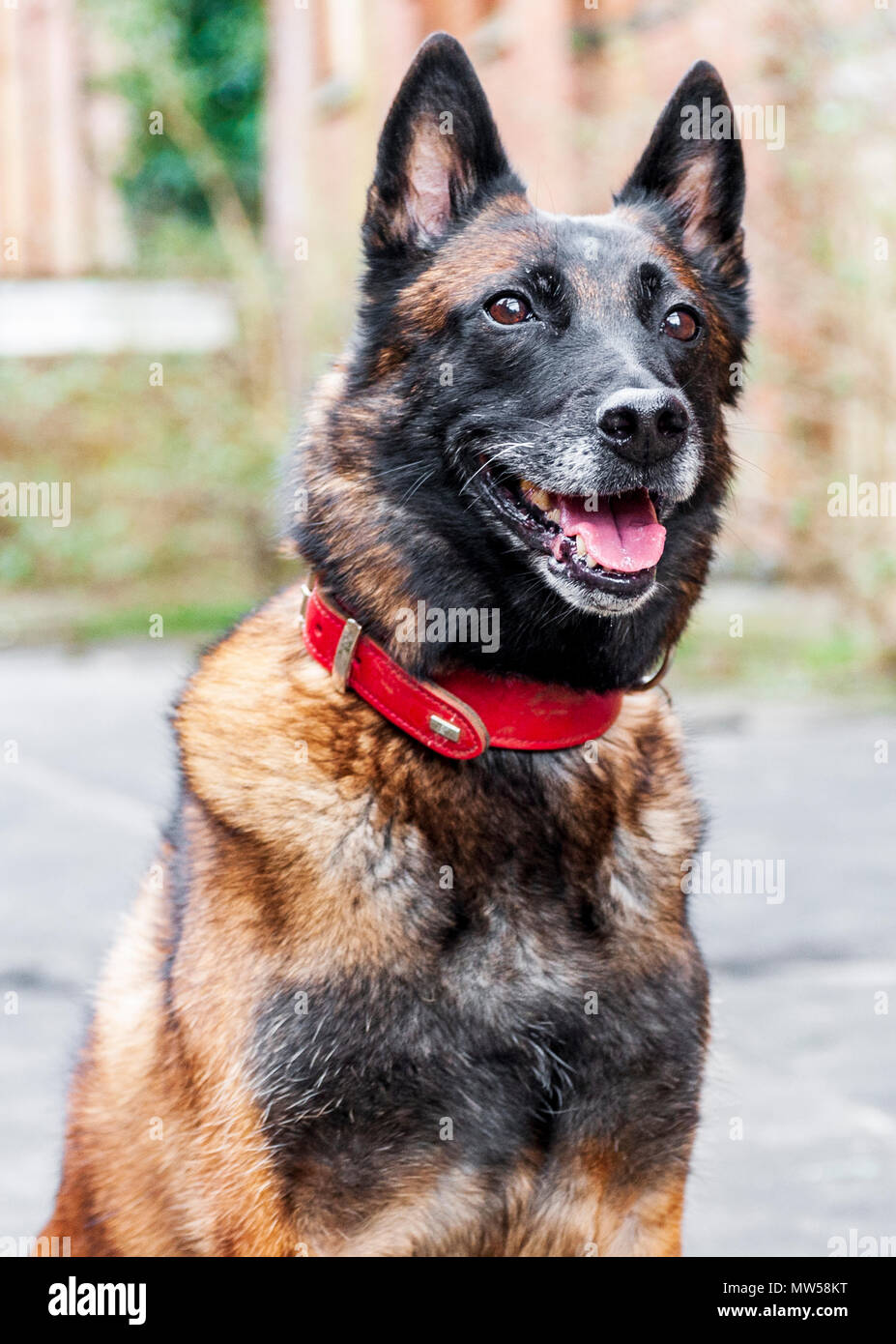 The Malinois, or Belgian Malinois, is a larger breed of dog, though of as a variety of the Belgian Shepherd dog rather than as a separate breed. Stock Photo