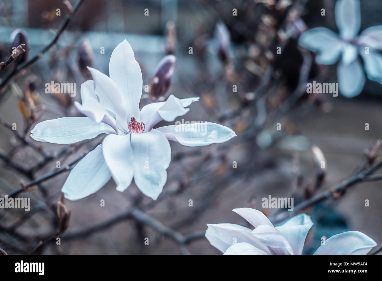 A view of magnolias flower buds. Pink and purple magnolia flowers. Garden work. Stock Photo