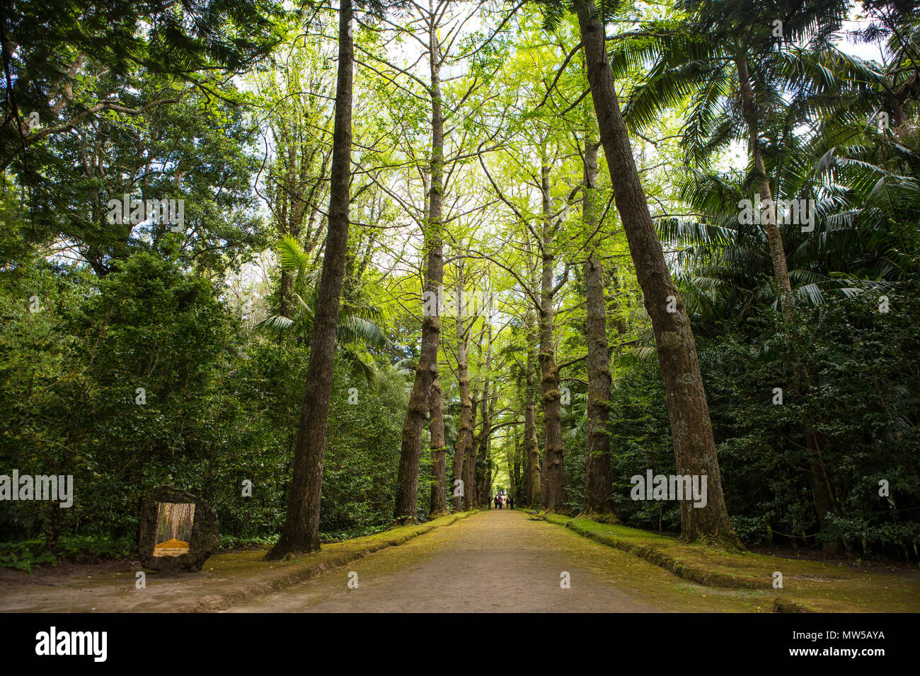 forest walk Alameda do gingko blob Stock Photo