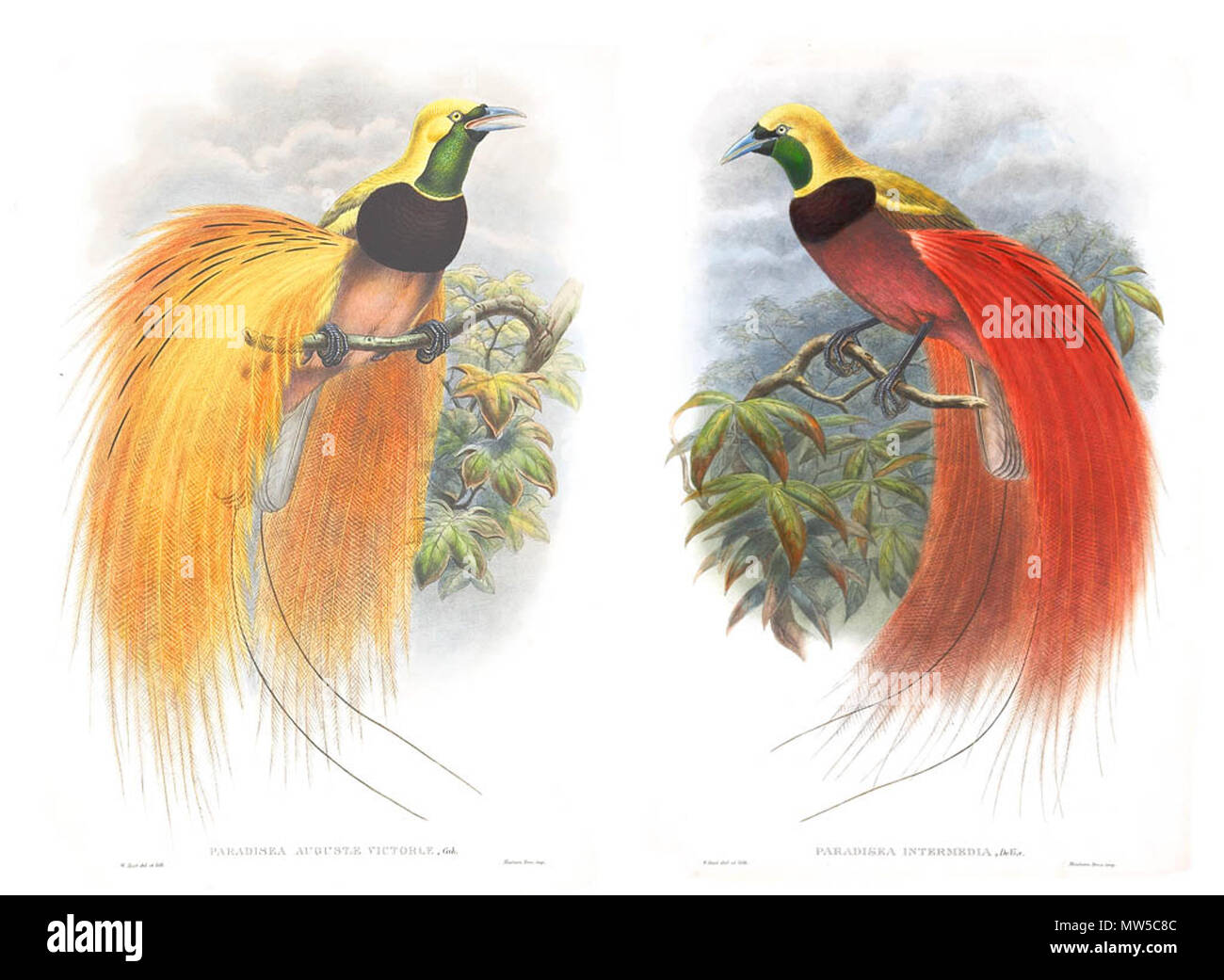 . English: Two partially restored images from John Gould's landmark publication, Birds of Asia. 1835. William Matthew Hart 320 John Gould &amp; William Matthew Hart - Birds of Paradise from Birds of Asia Stock Photo