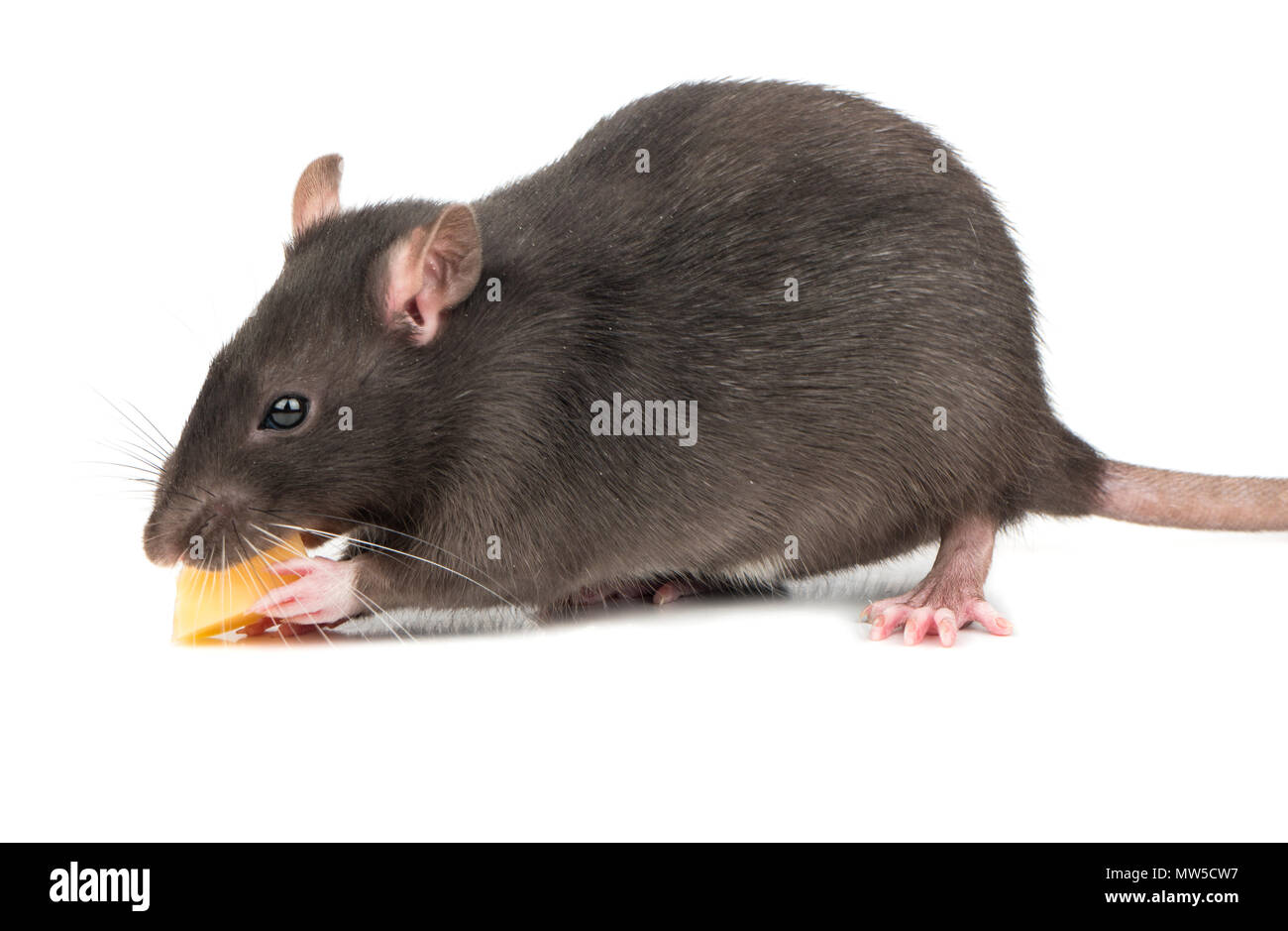 Cat feeds rat king with cheese Stock Photo by ©Iridi 311613576