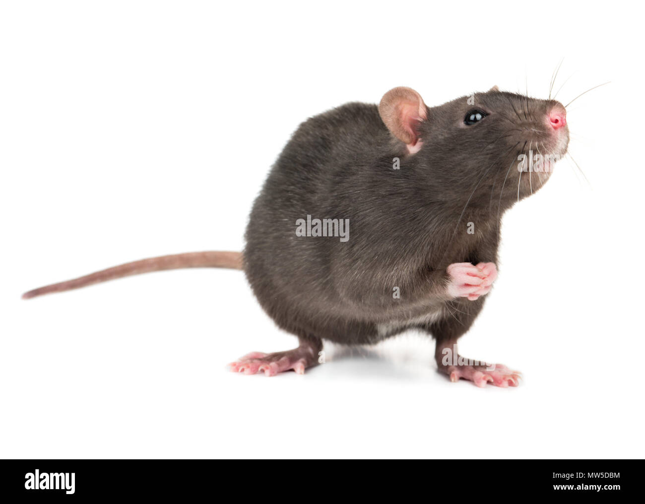 Cute gray rat isolated on white background Stock Photo