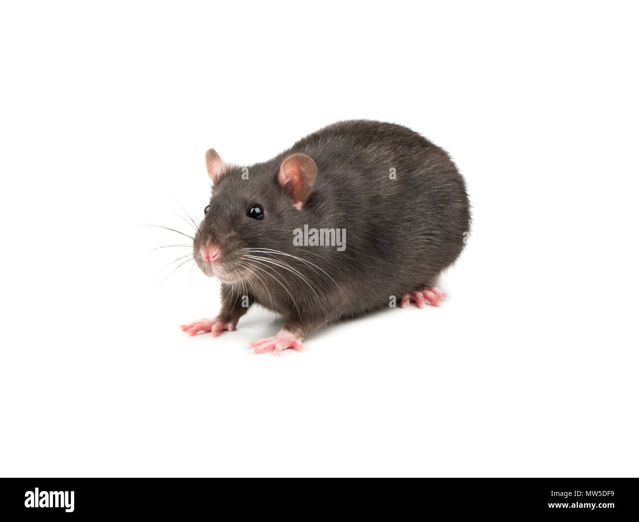 Cute gray rat isolated on white background Stock Photo