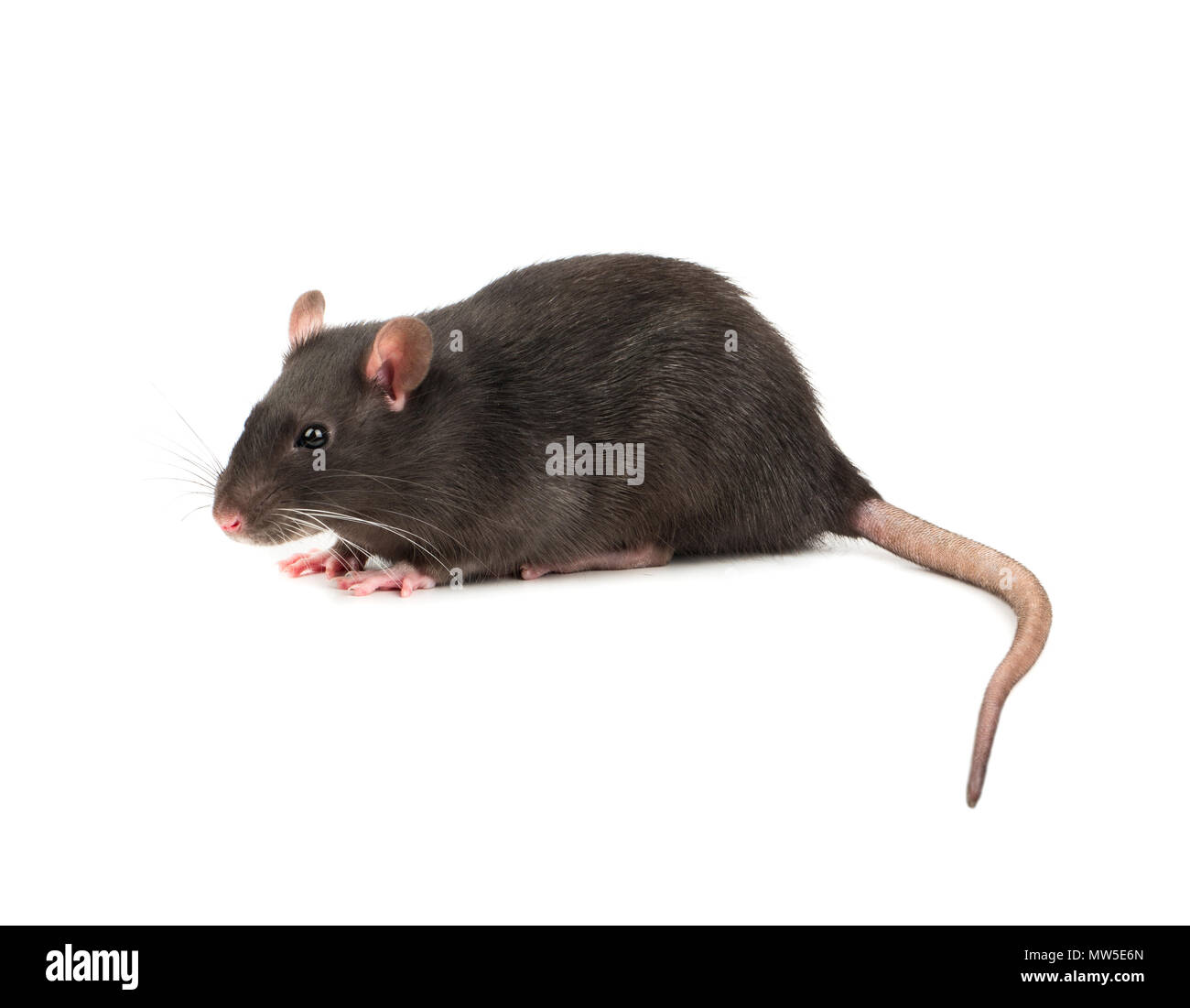 Gray rat sitting closeup on white background Stock Photo