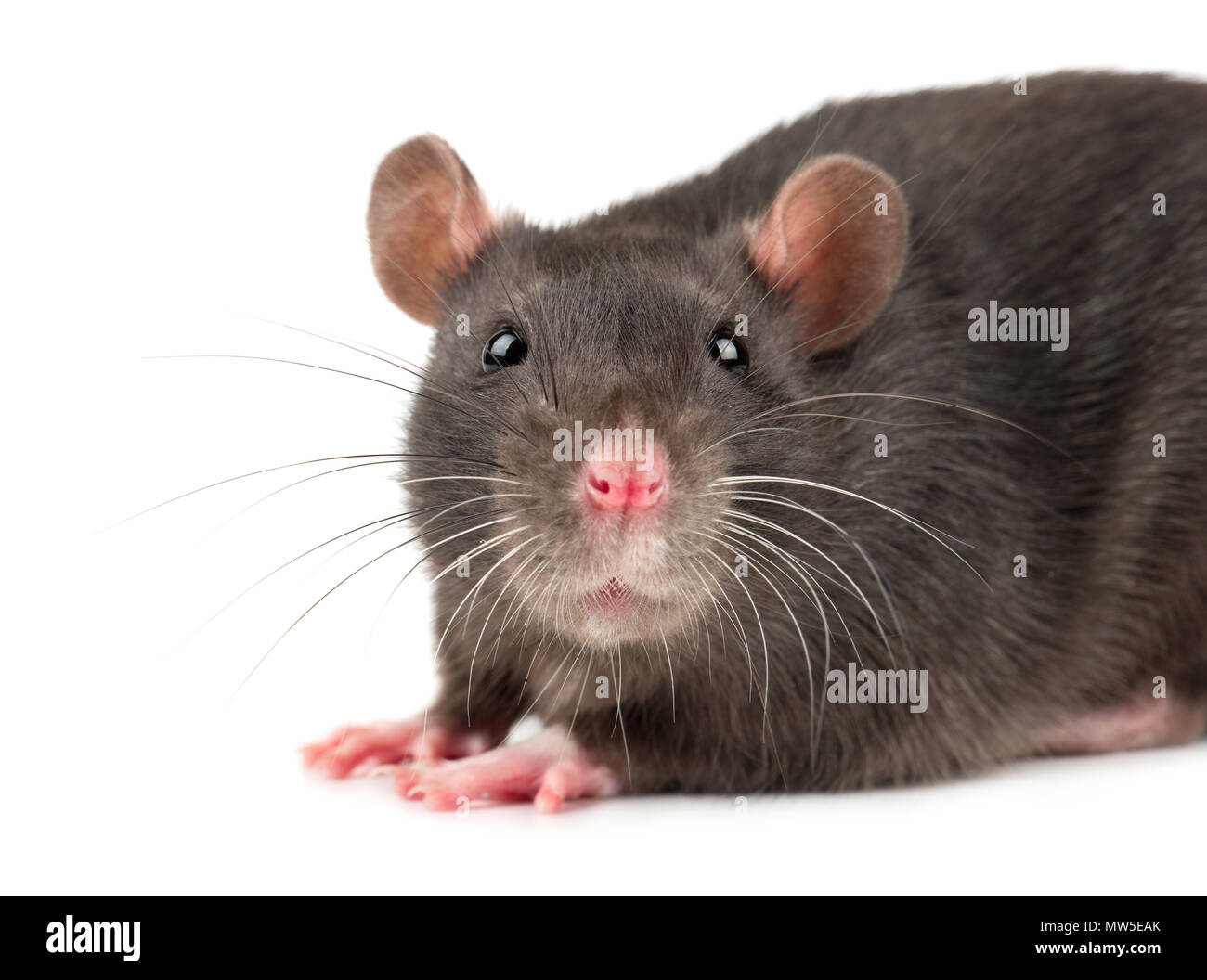 Gray rat head close up on white background Stock Photo