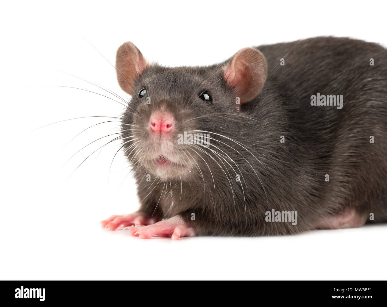 Gray rat head close up on white background Stock Photo