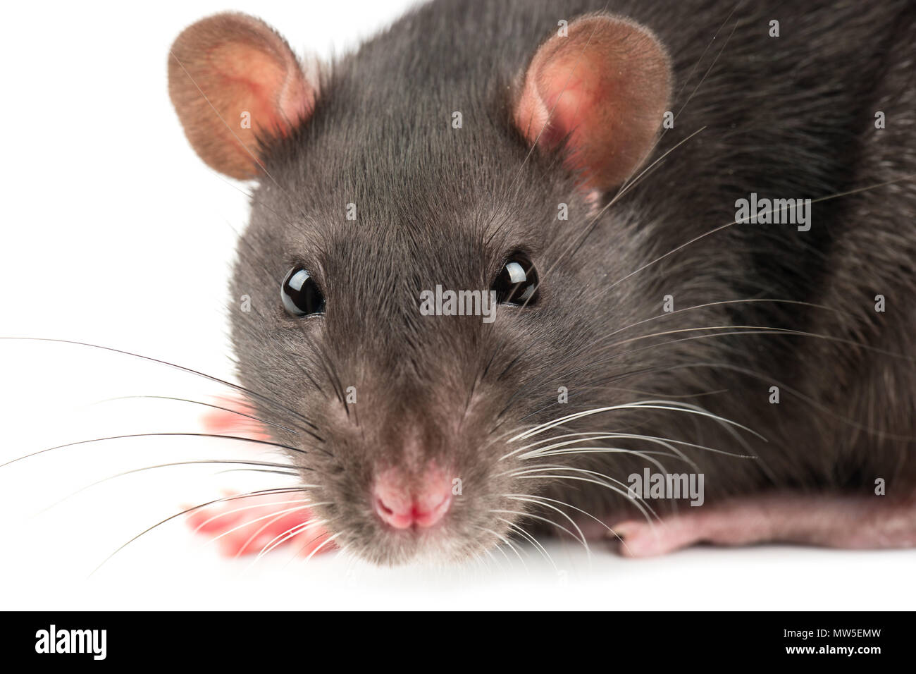 Face close up black rat hi-res stock photography and images - Alamy