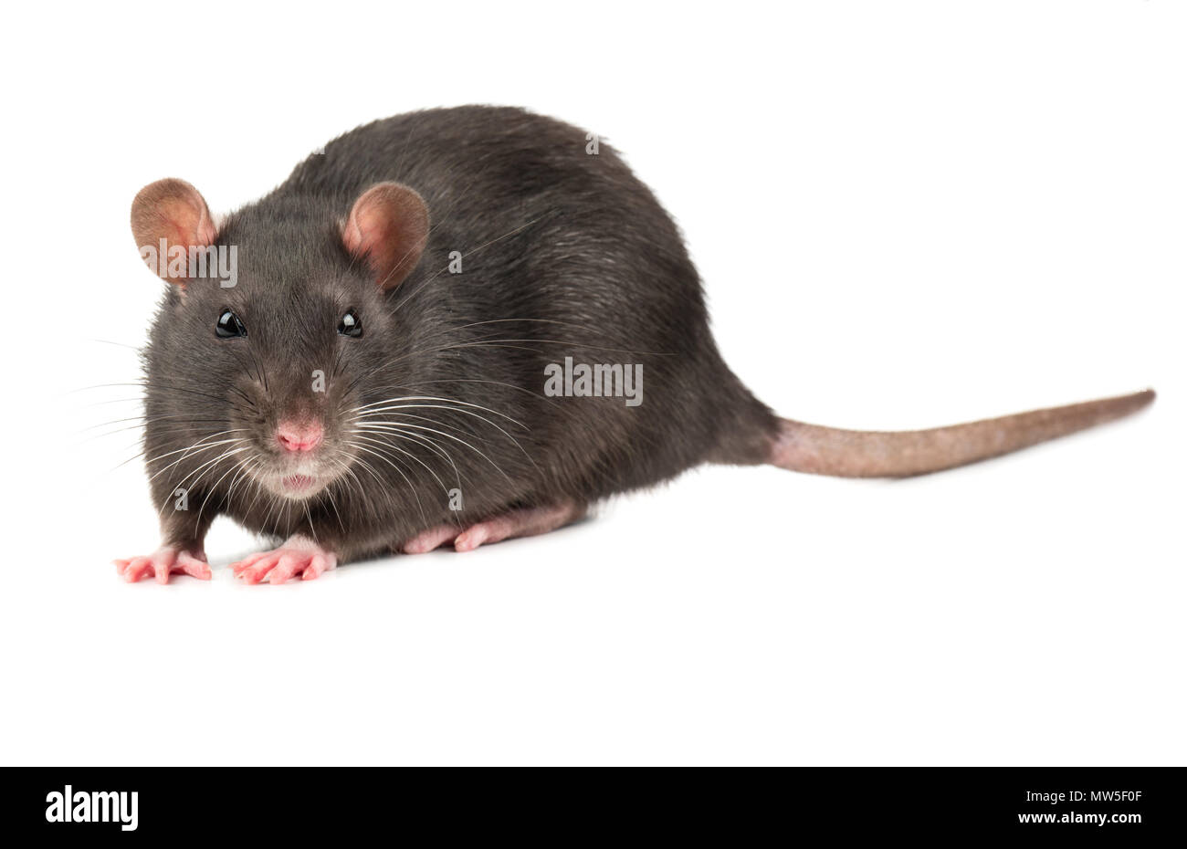 Rat sniffs the air on a white background Stock Photo