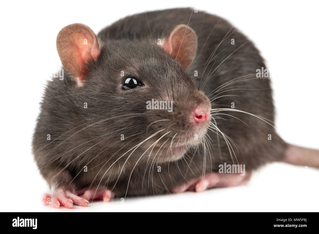 Smile for a grey rat closeup on white background Stock Photo - Alamy